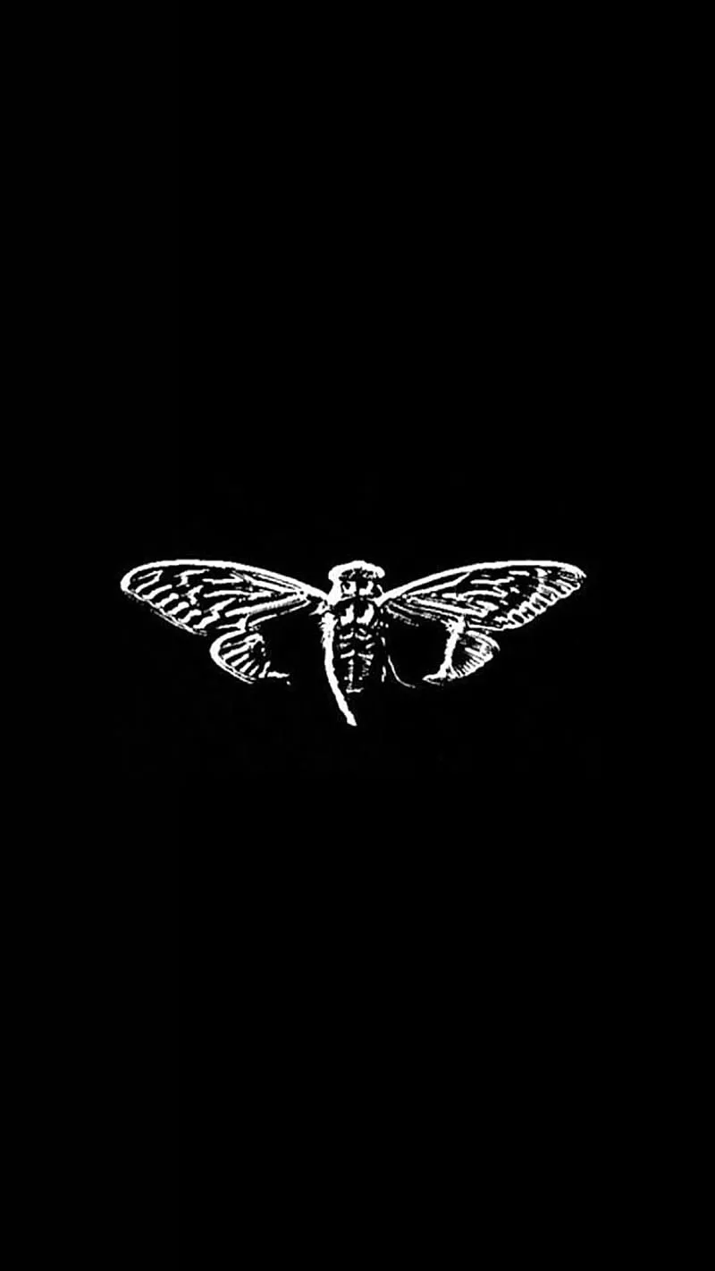 HD cicada wallpaper