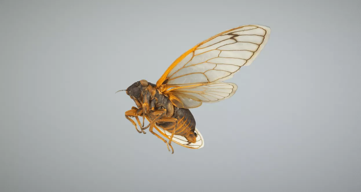 Cicadas Visualized as Never Before