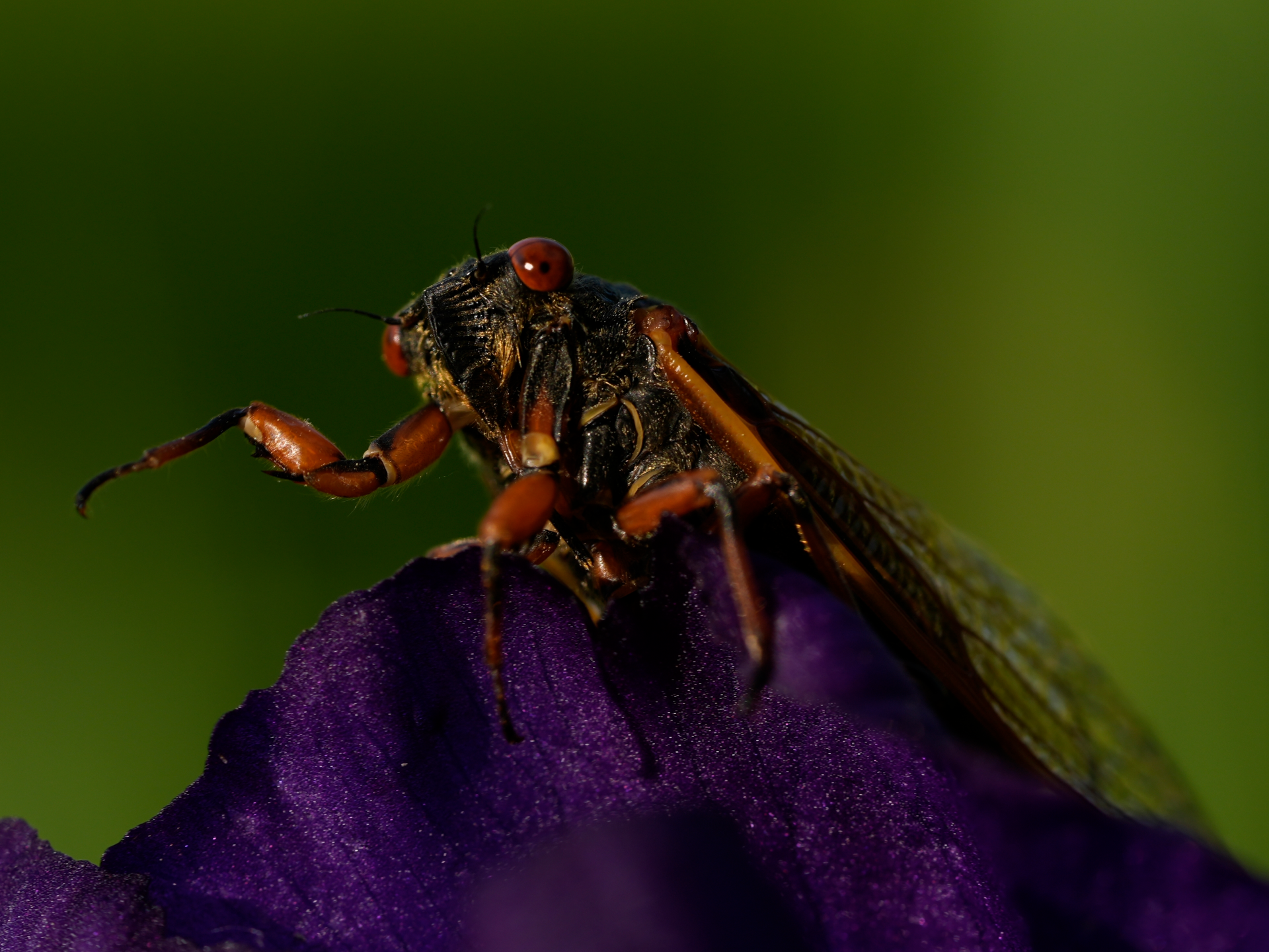 Up close and personal, cicadas display