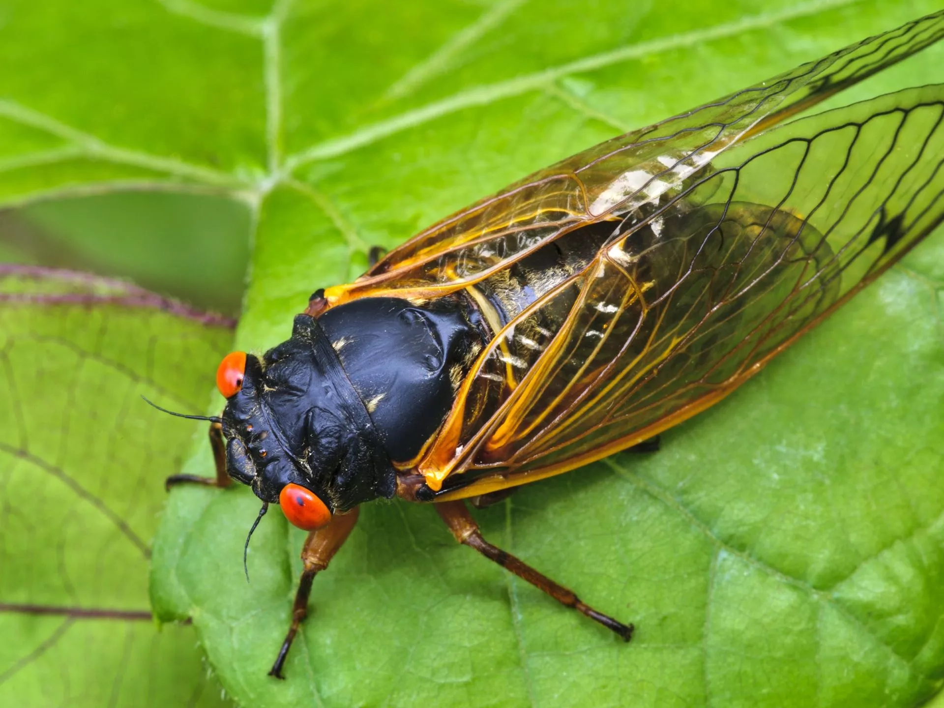 Embracing the Buzz of Cicadas