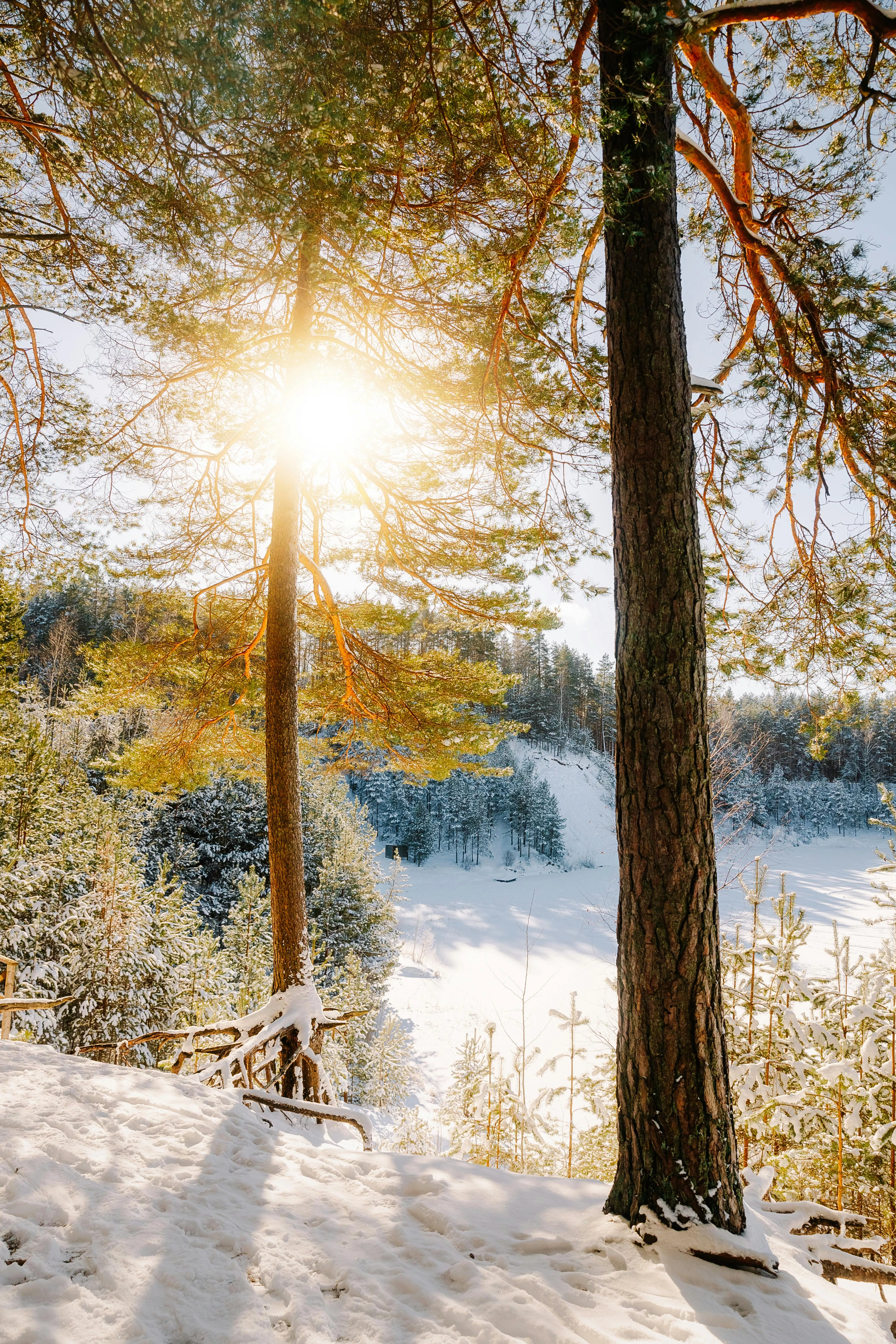 Sunlit Winter Forest Scene with Snowy