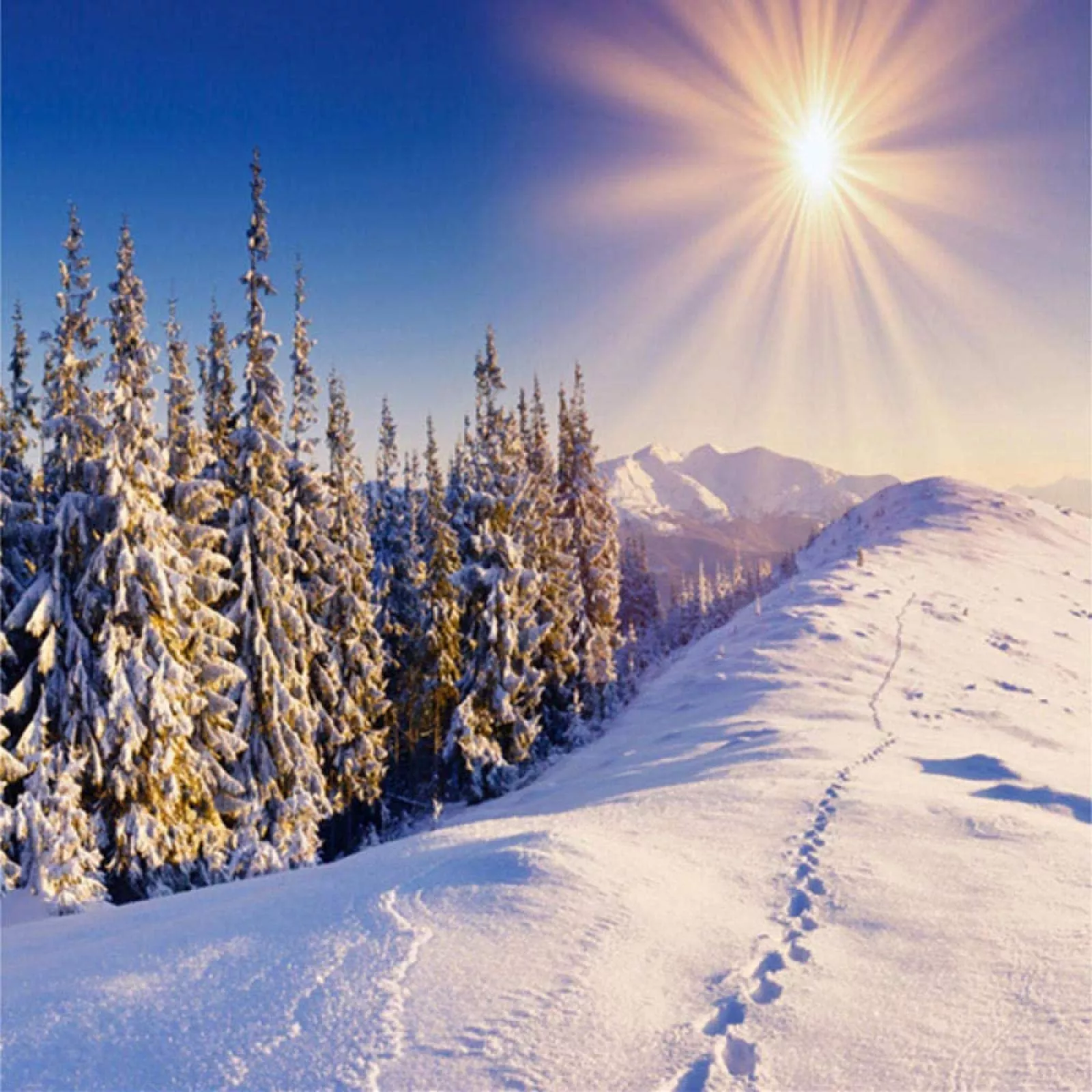 Winter Snow Scene Photo Wallpaper, Snow