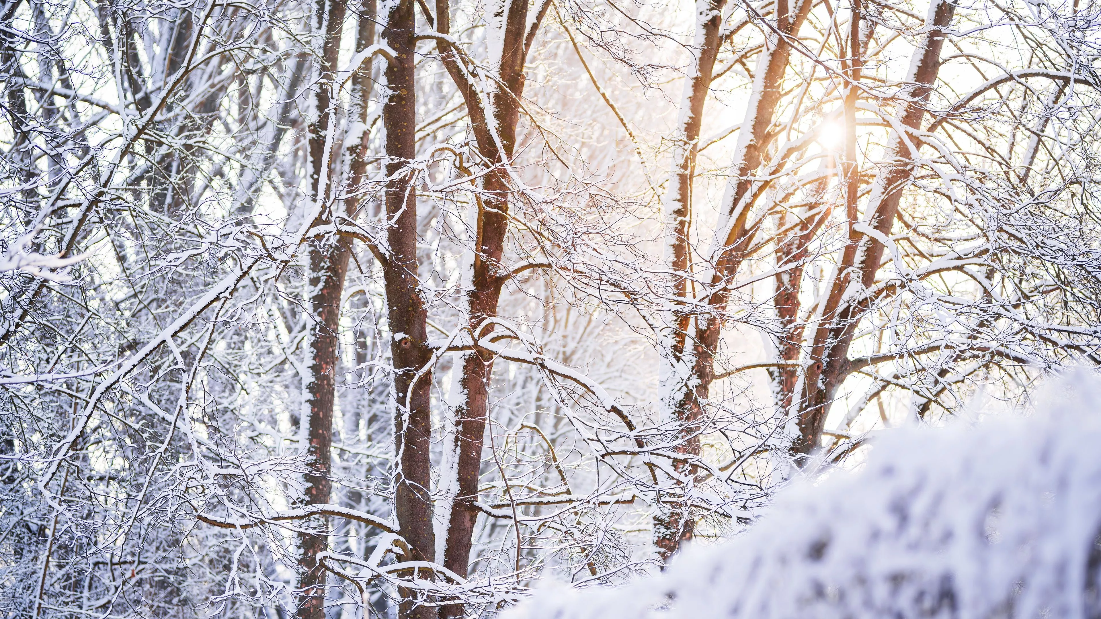 Snow covered Wallpaper 4K, Forest, Tree