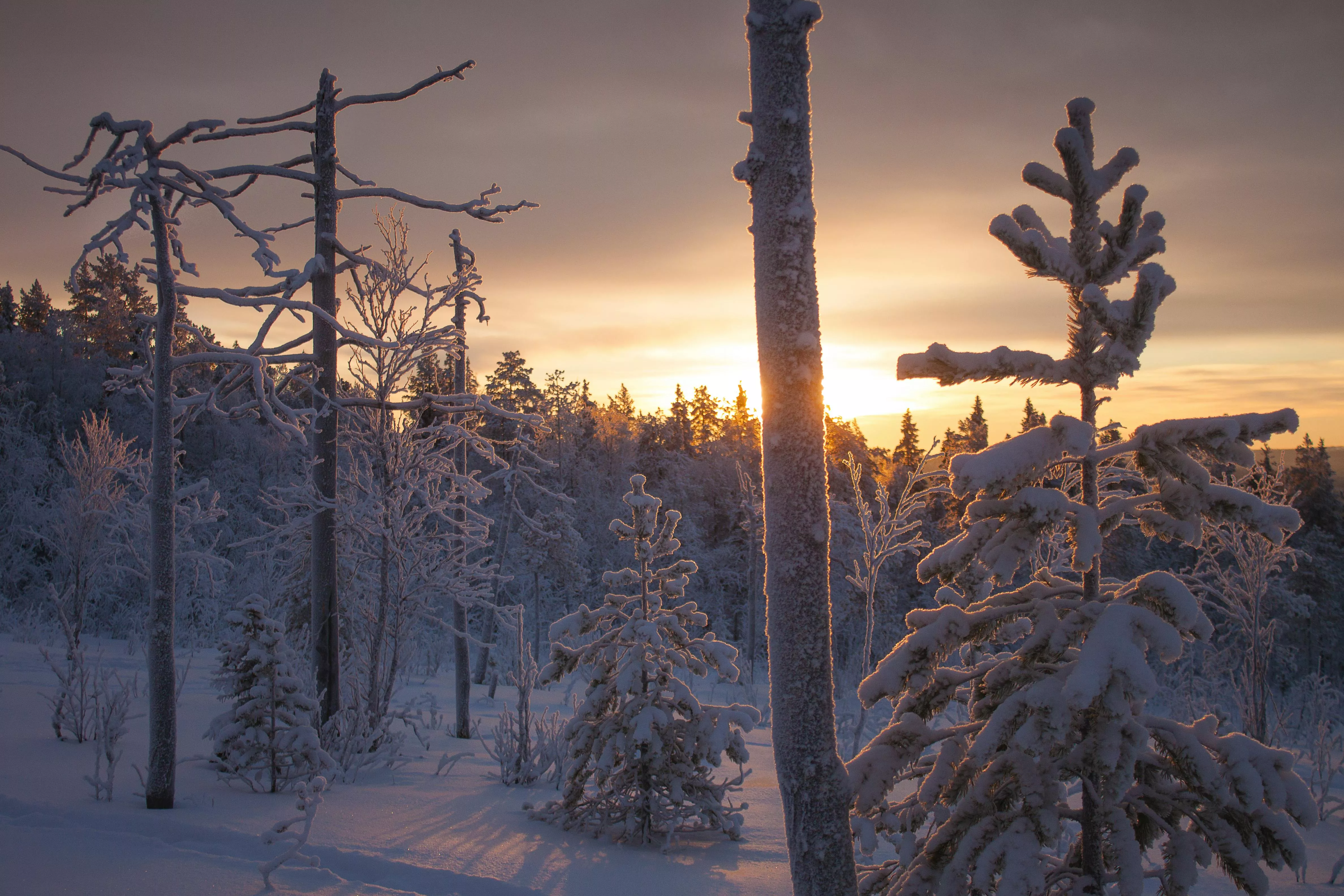 Sunset over Snowy Trees in Lapland