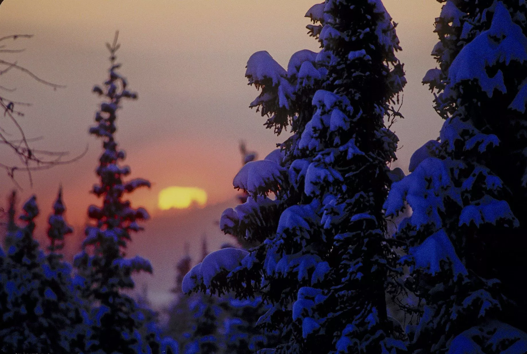 Darkness is the Soul of Arctic Winters