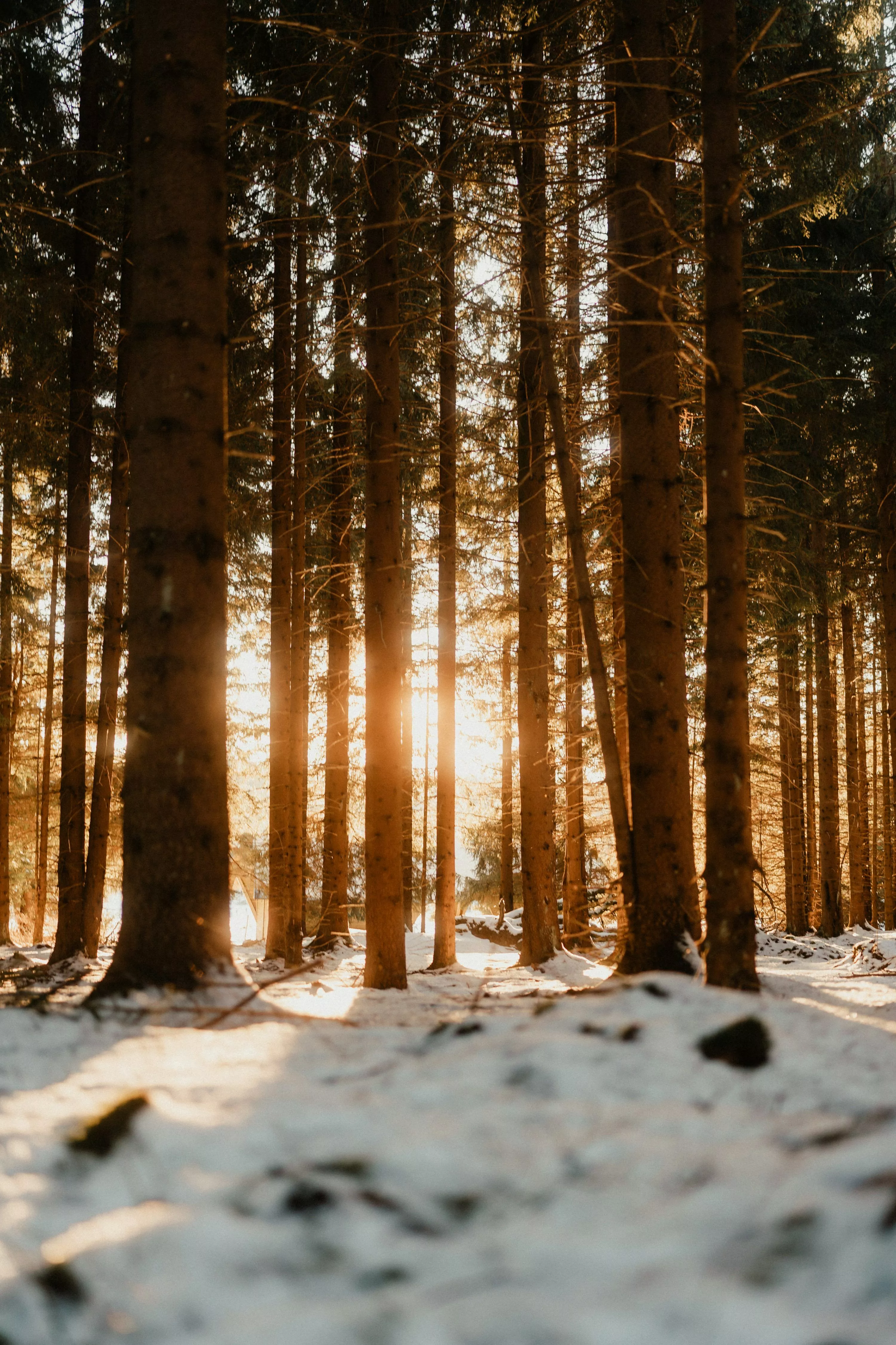 The sun is shininges