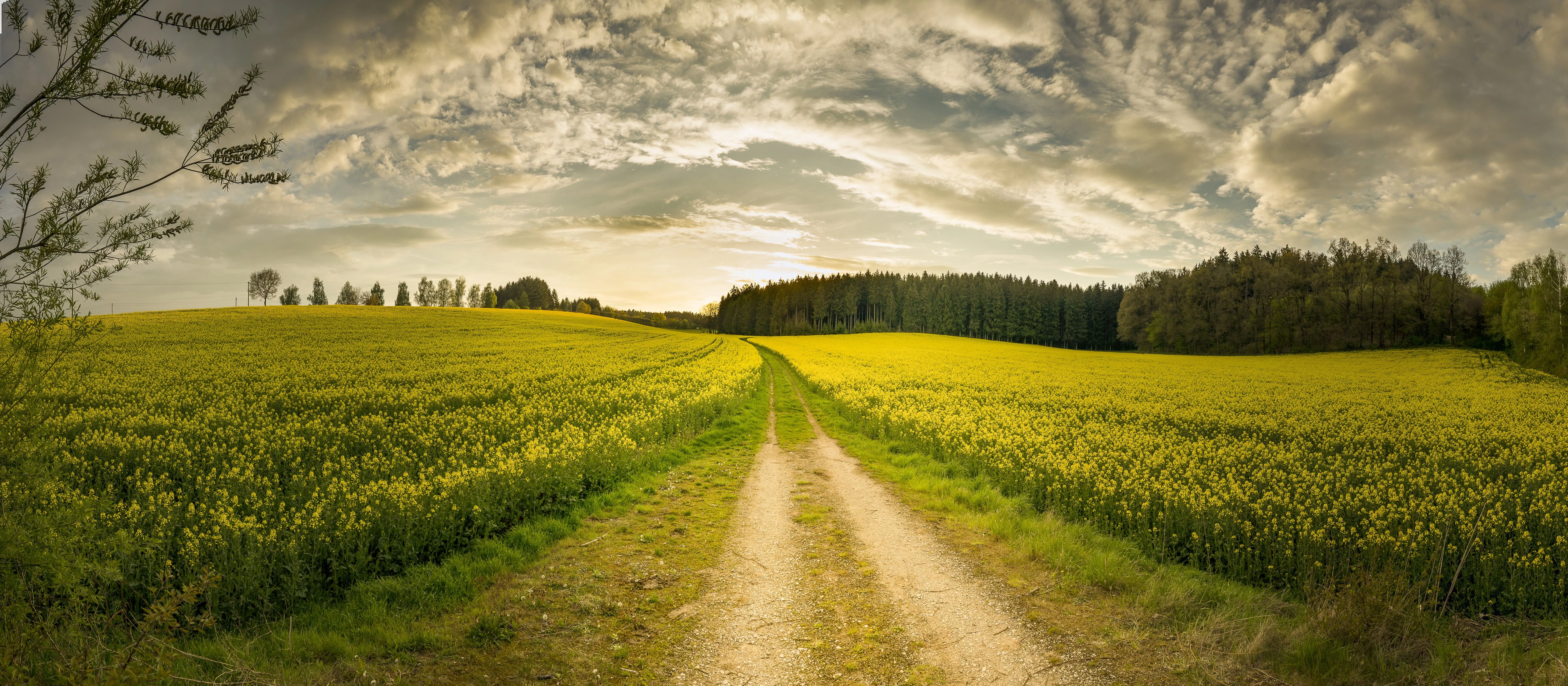 Nature Rapeseed 4k Ultra HD Wallpaper