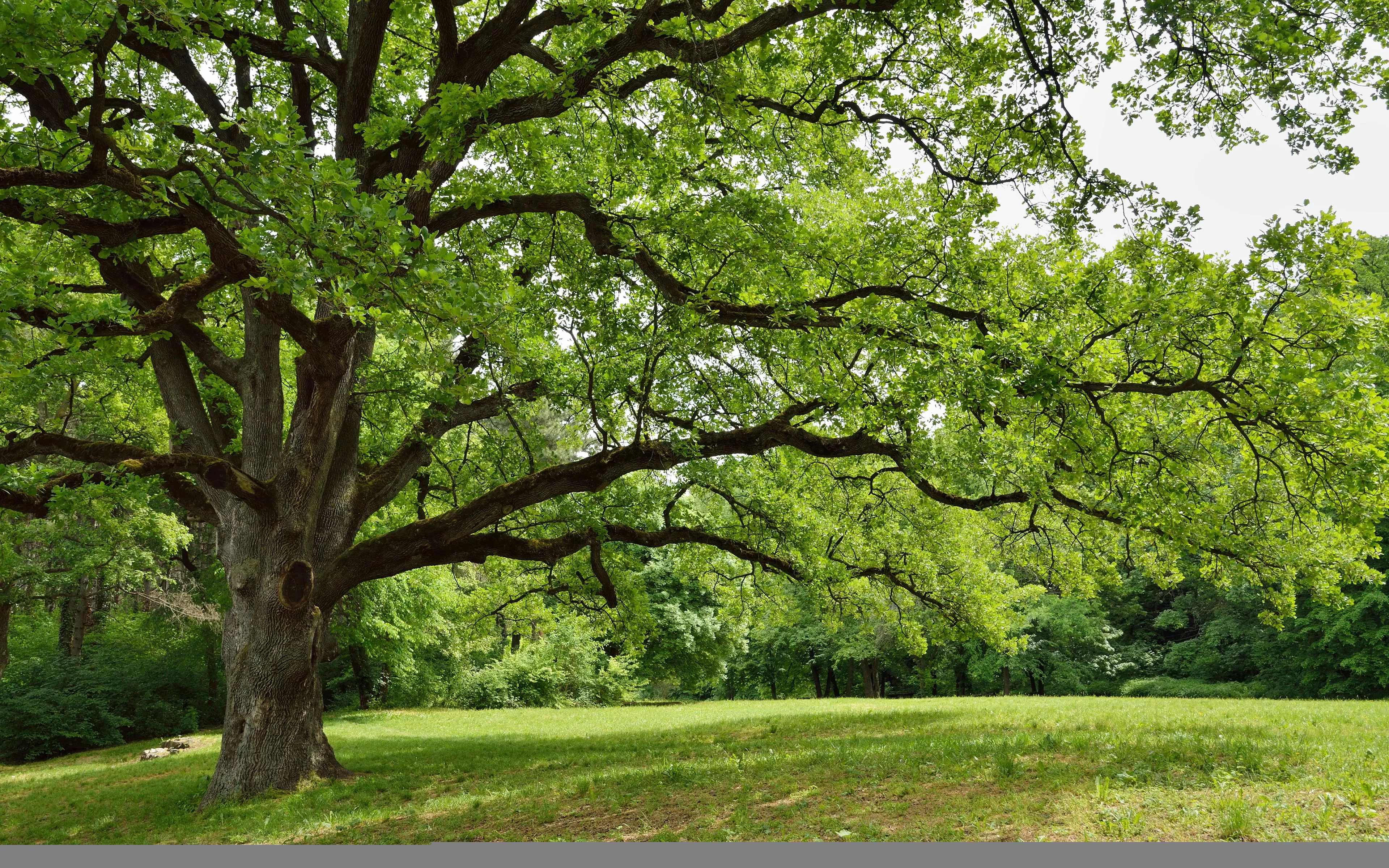 Spring Serenity: 4K Ultra HD Wallpaper