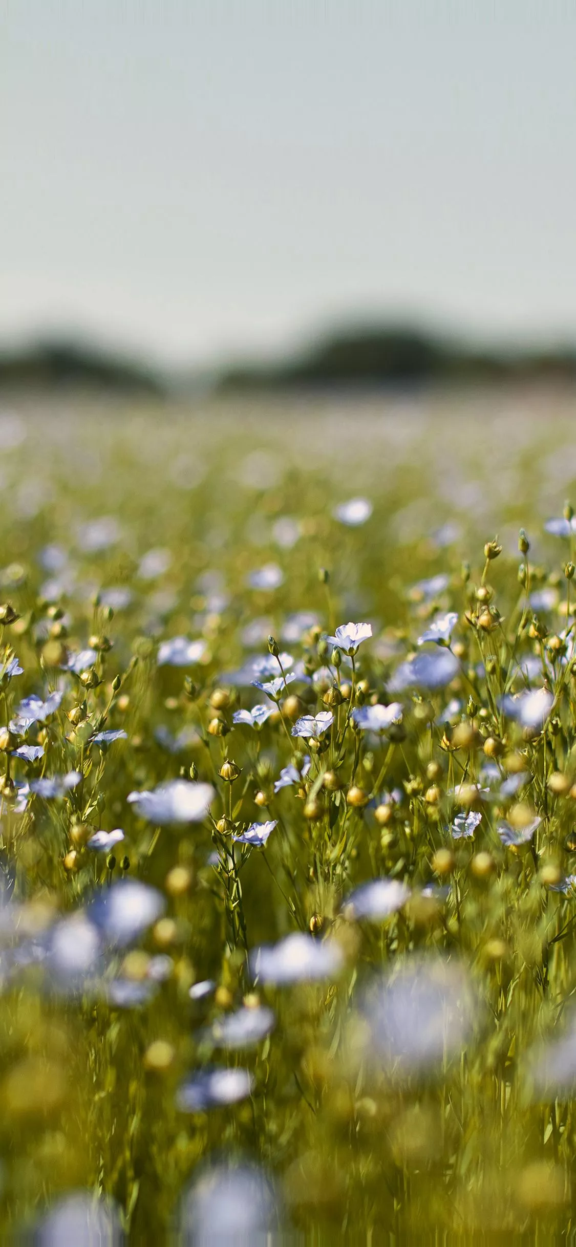 Field Blue Cosmos Flower Spring