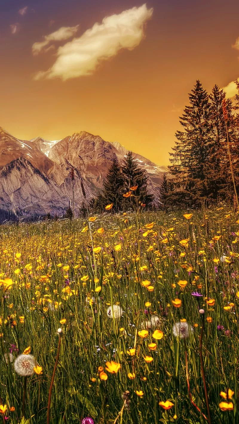 Meadow, flower, mountain, nature