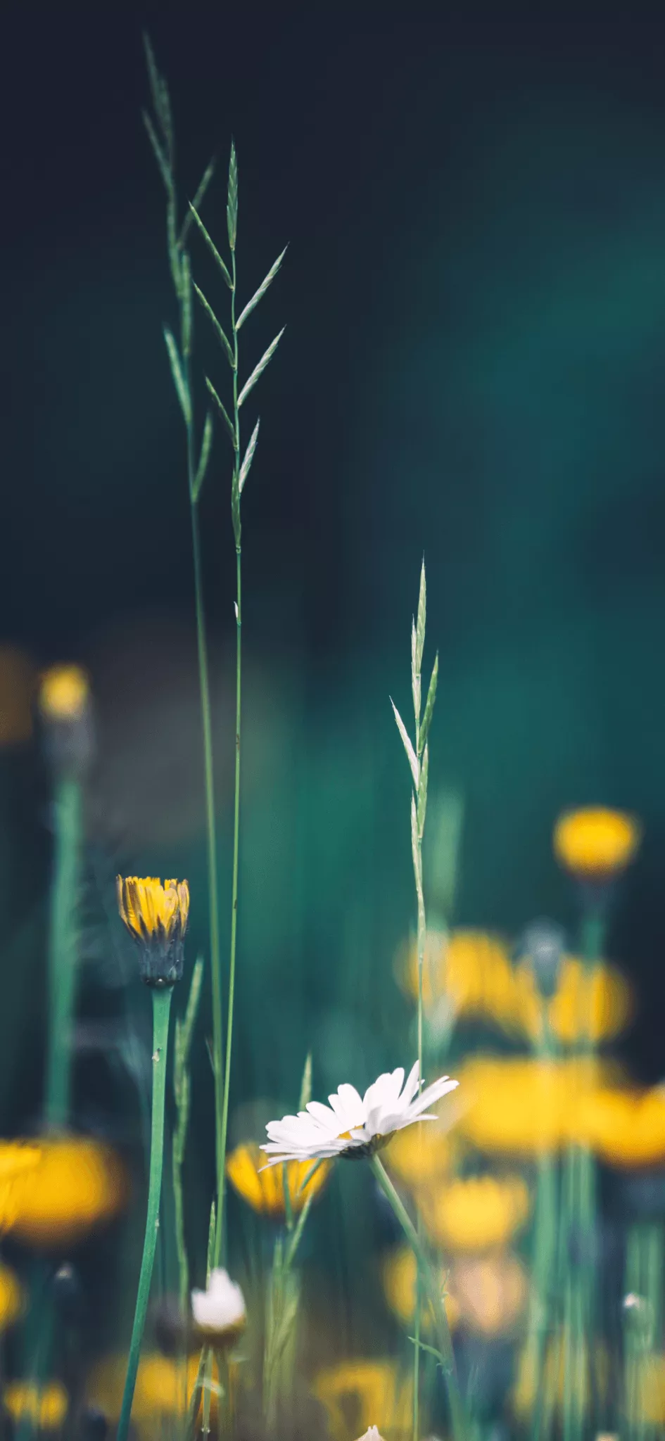 Spring Mobile Wallpaper