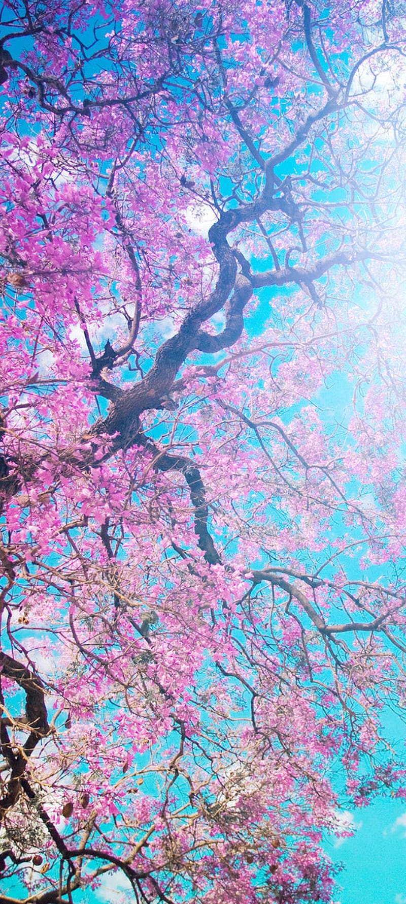 Japan, Samurai Cherry Blossom, HD phone