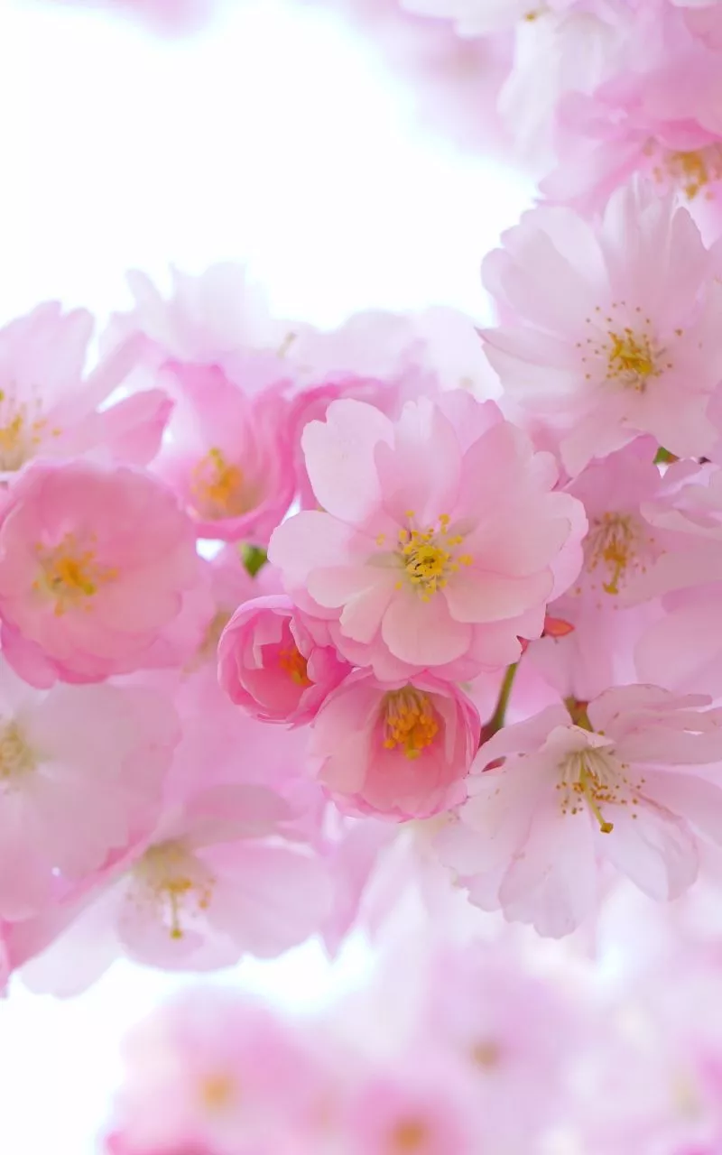 Download wallpaper 800x1280 japanese