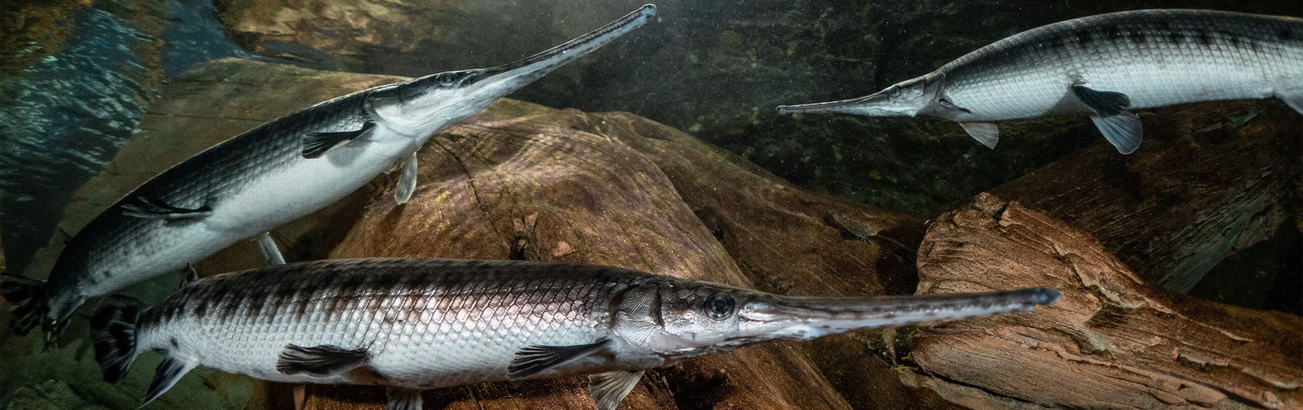 Longnose Gar