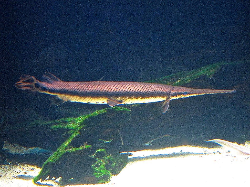 Longnose Gar*. TAXONOMY Kingdom