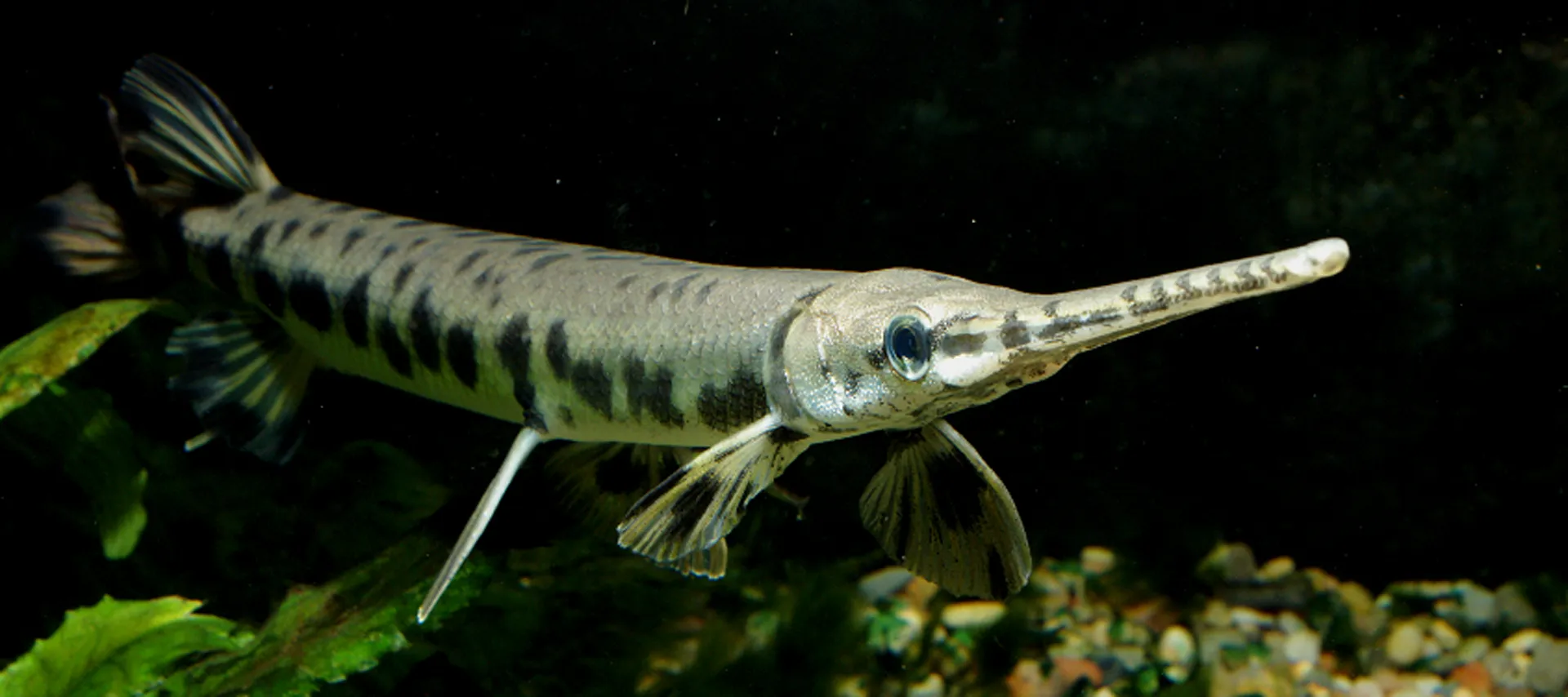 It's Time to End the Gar Wars