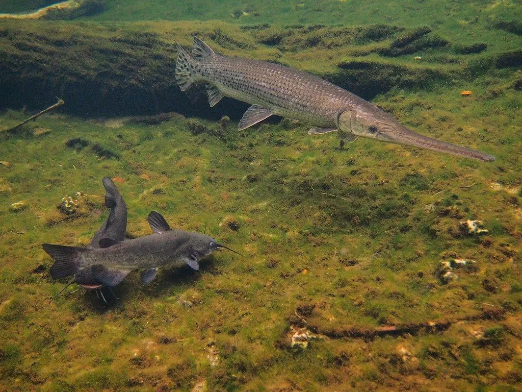 Longnose Gar & White Cat Meet Cute