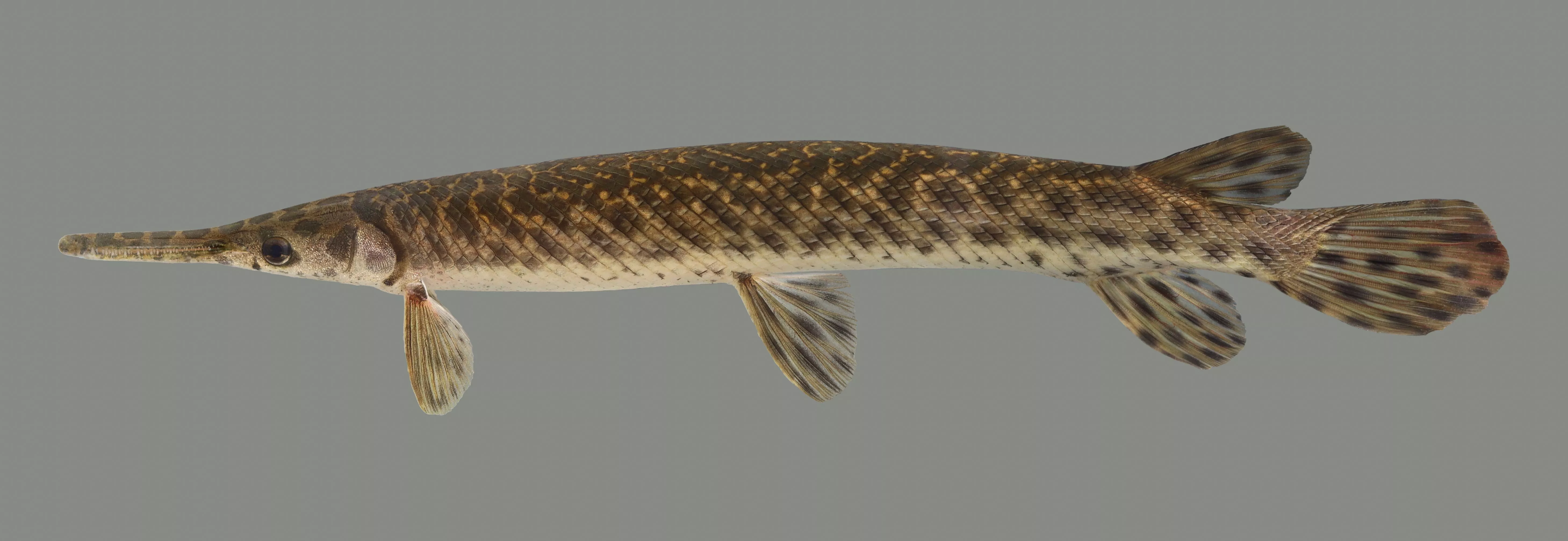 Kentucky Department of Fish & Wildlife