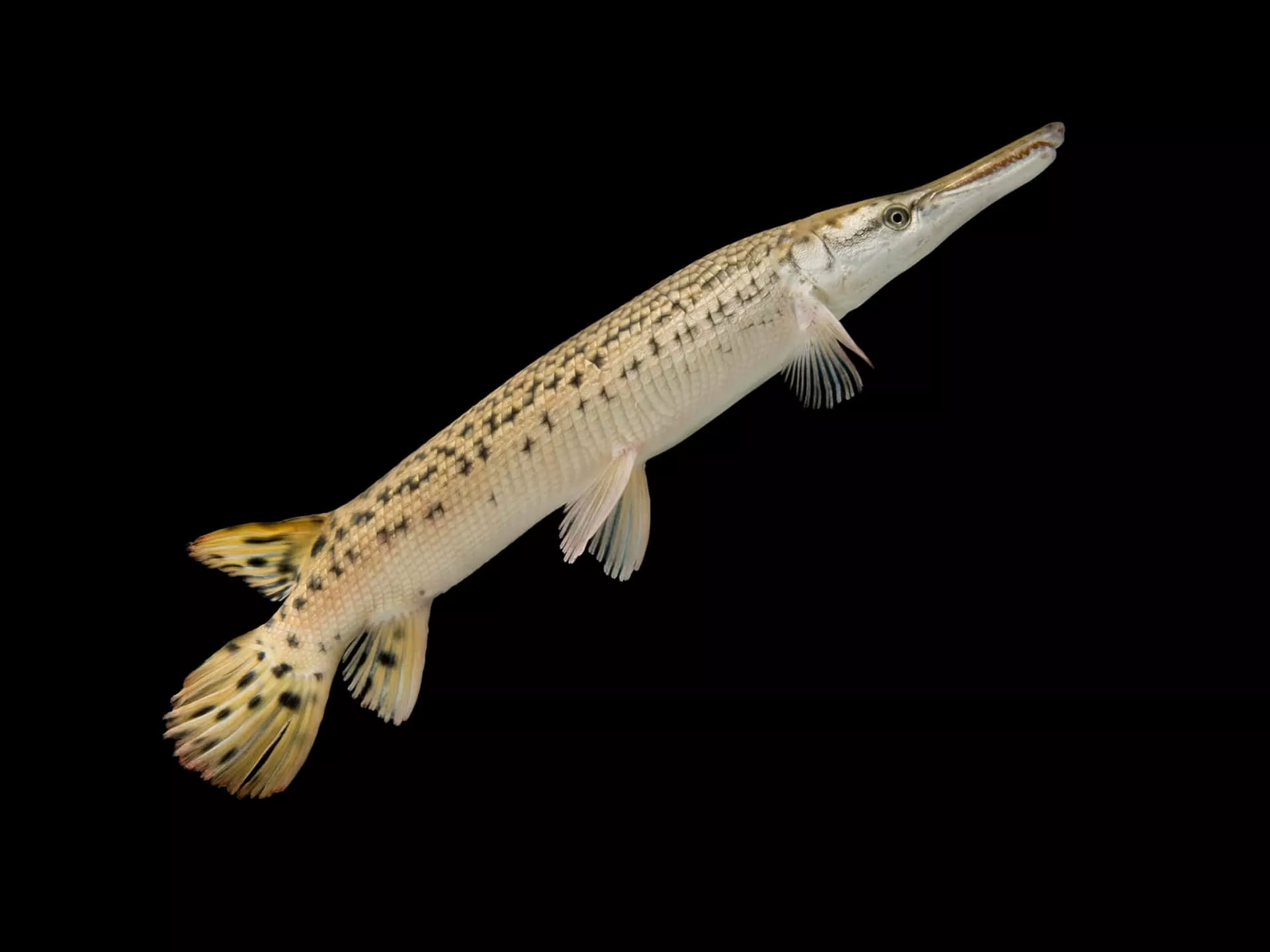 Fish With A Long Tail And White Spots