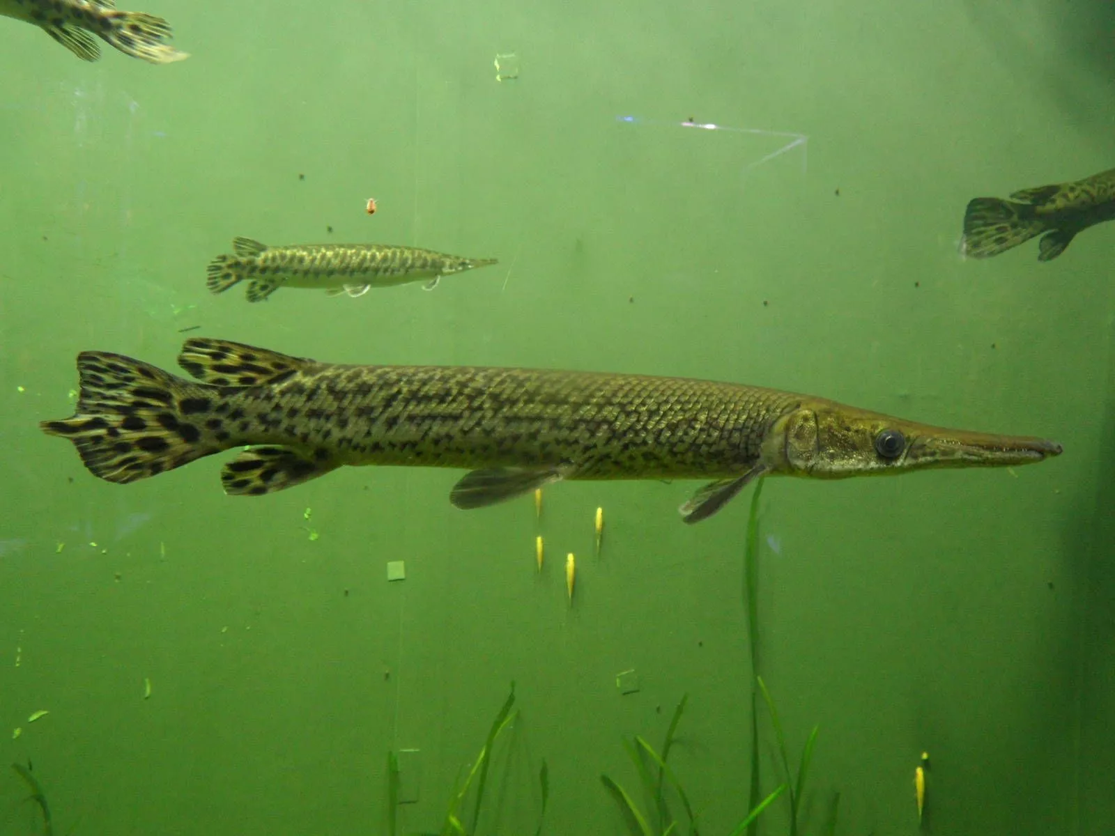 Longnose gar