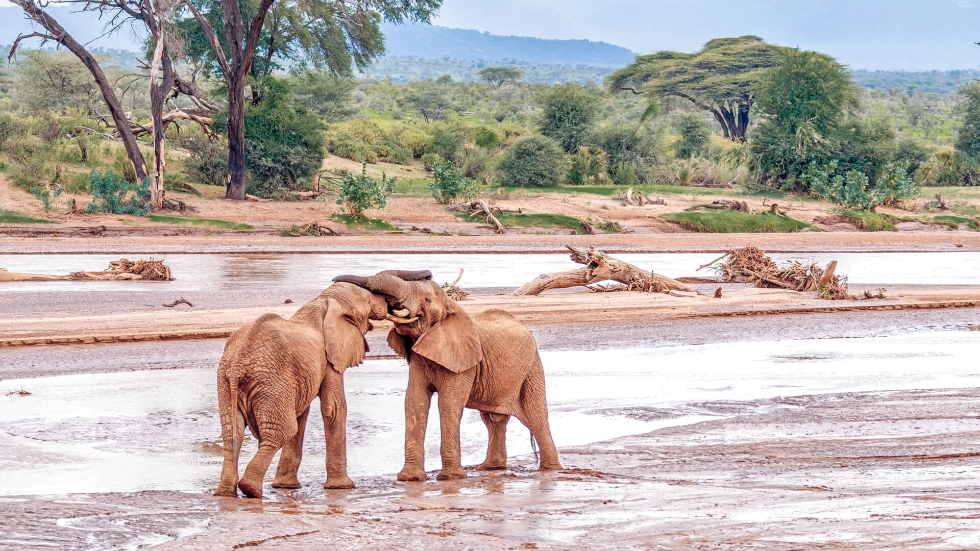 Why Go to Samburu National Reserve