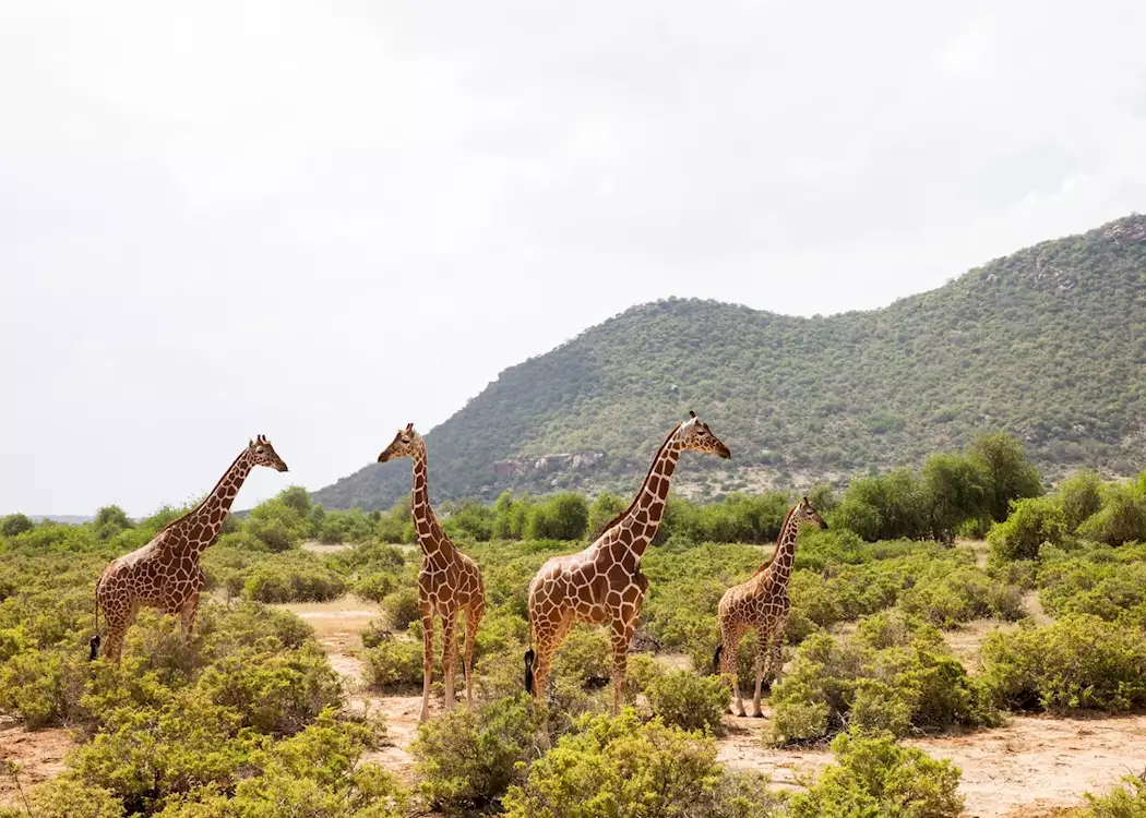 Samburu National Reserve, Kenya