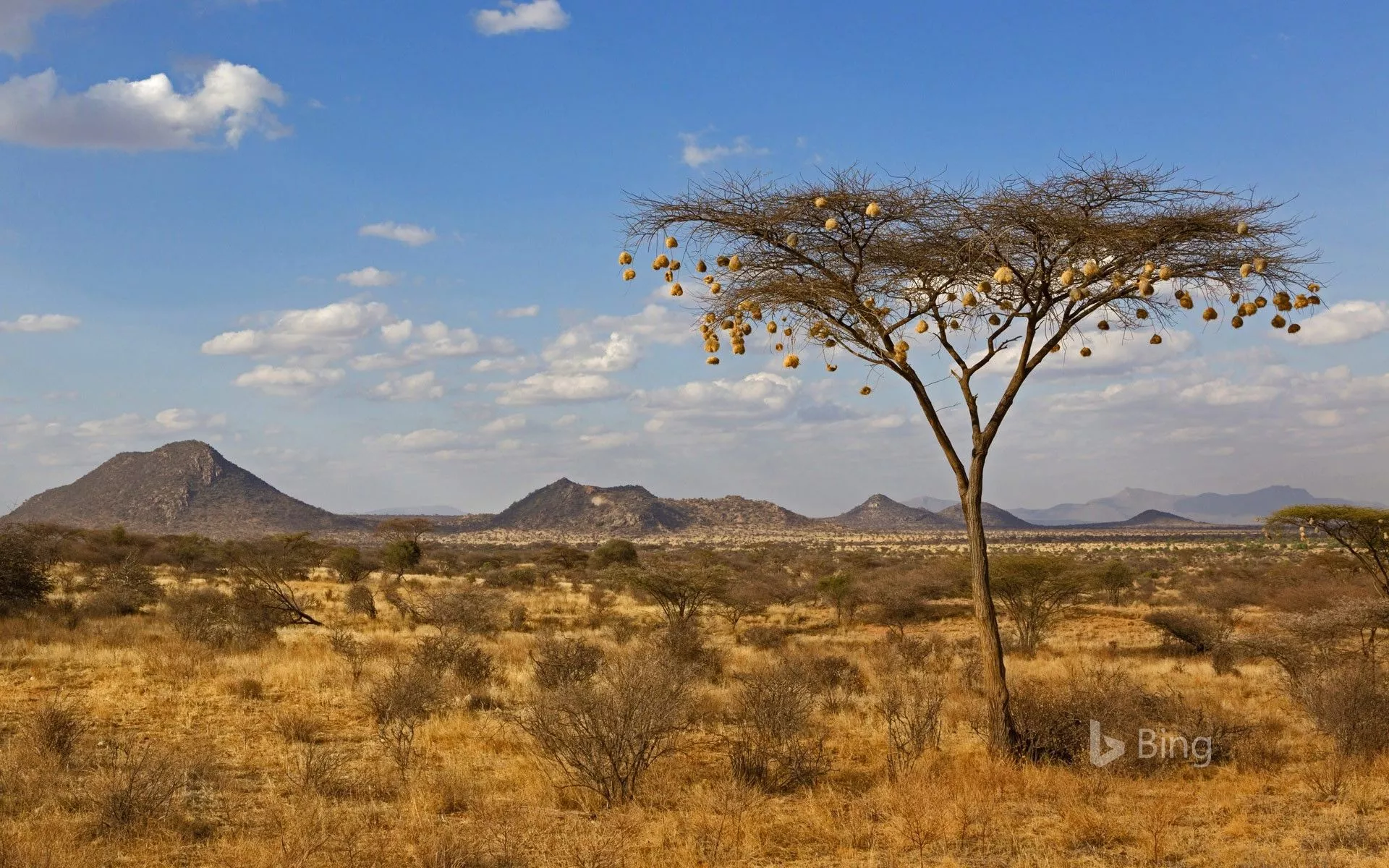 Weaverbird nests hanging from acacia