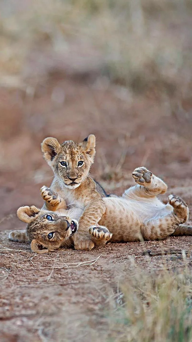 HD samburu national reserve wallpaper