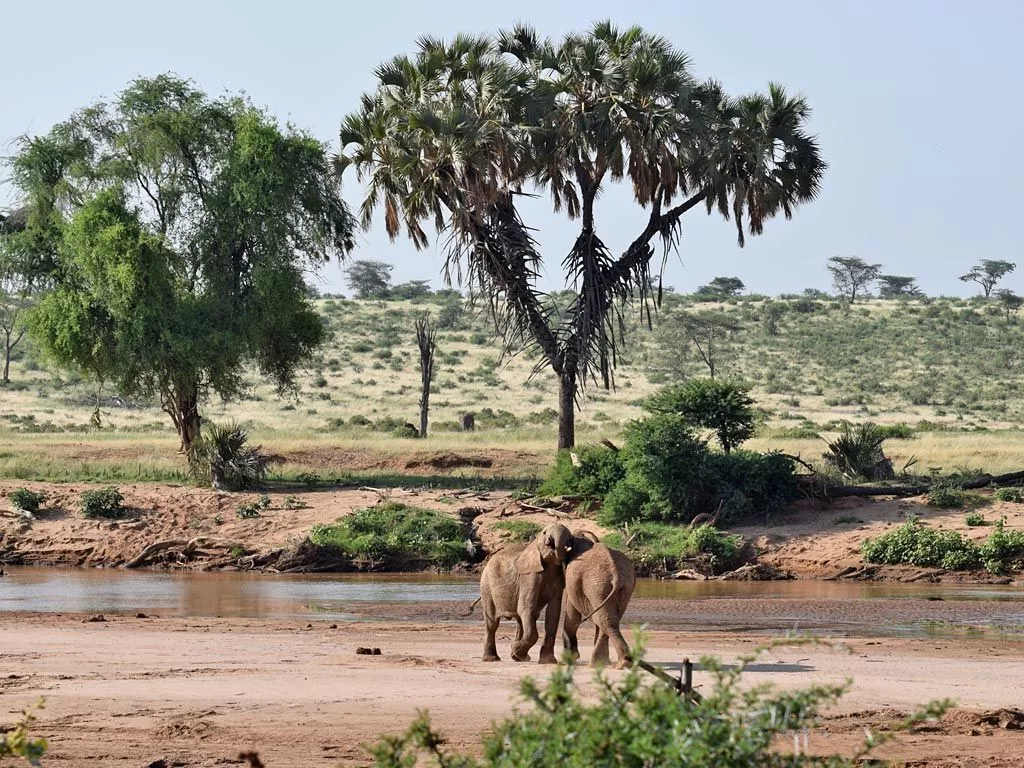 Samburu National Reserve