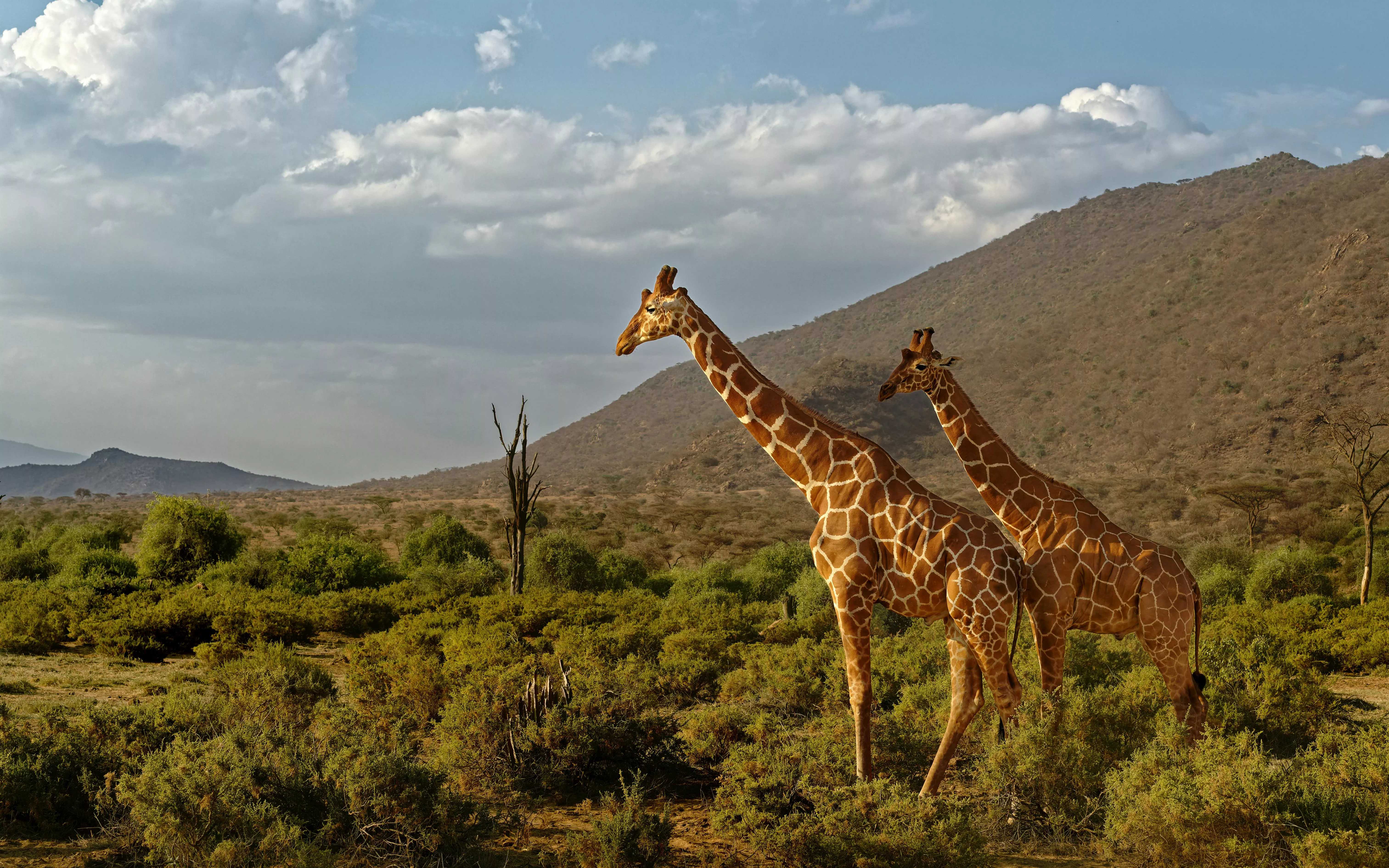 Majestic Giraffes in Samburu Landscape