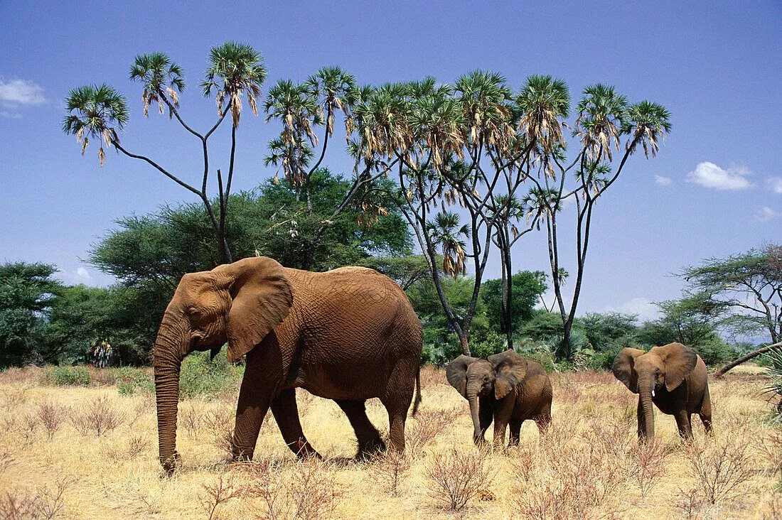 Afican elephant with young near a Doum