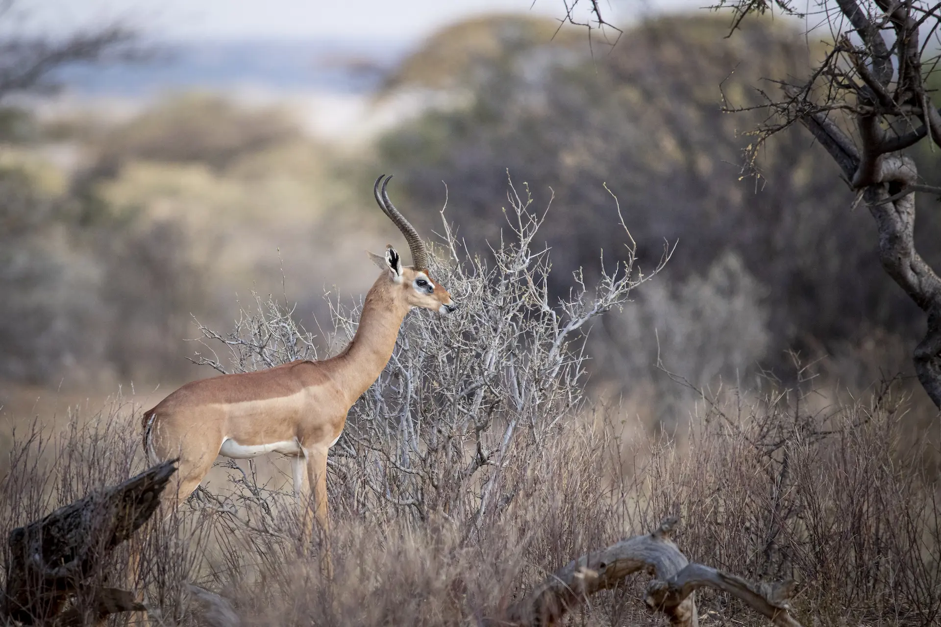 wildlife photography in Samburu