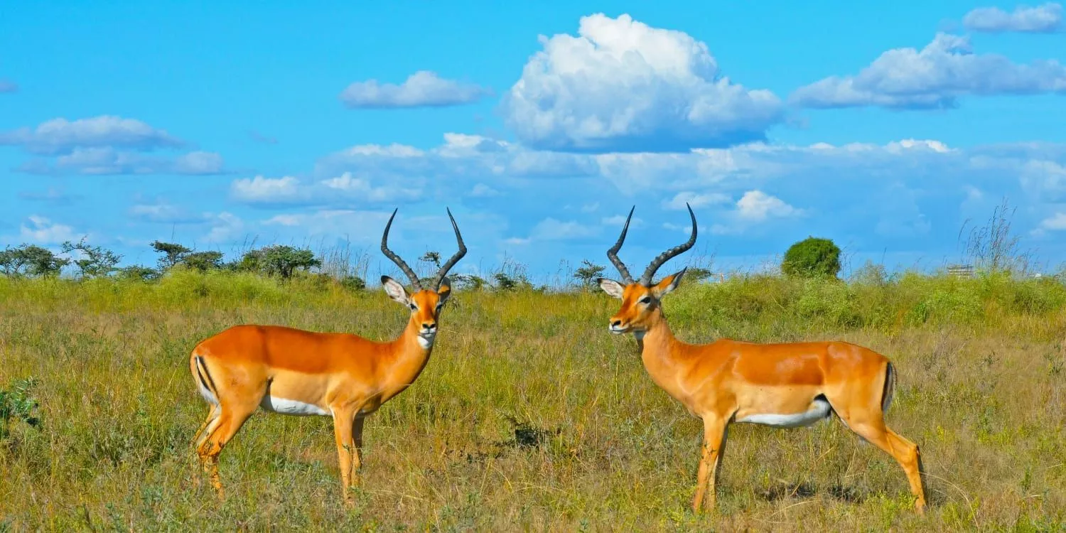 Safari in Samburu National Reserve in Kenya