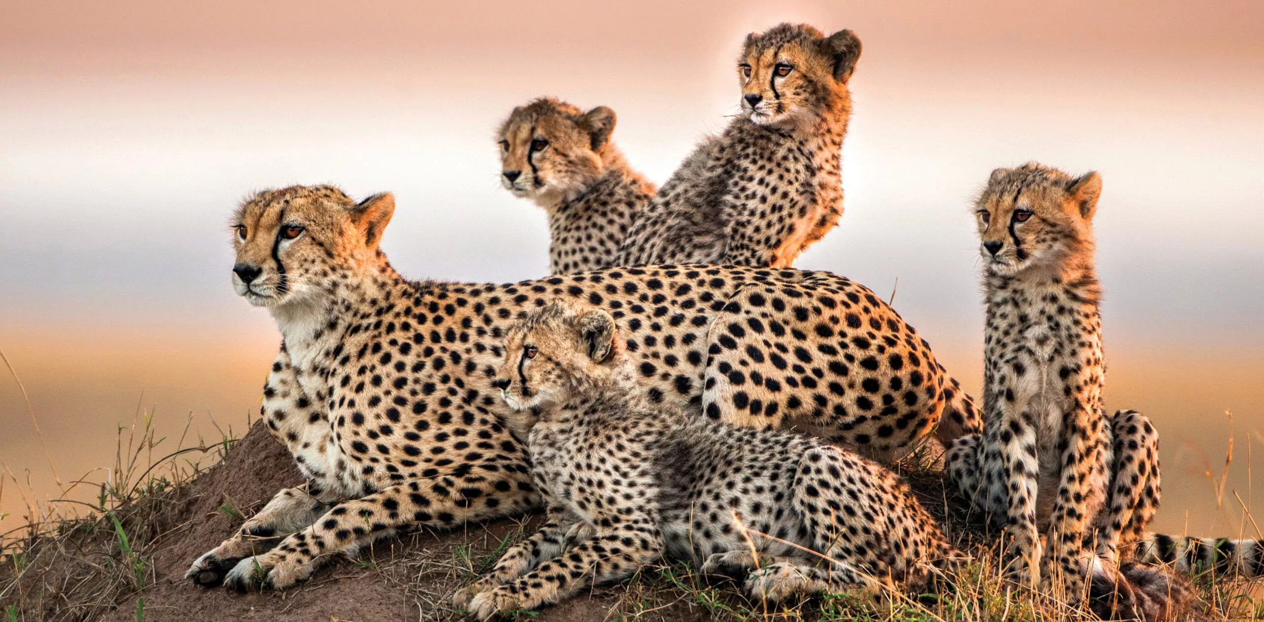 Kenya Private Safari. Samburu & Masai