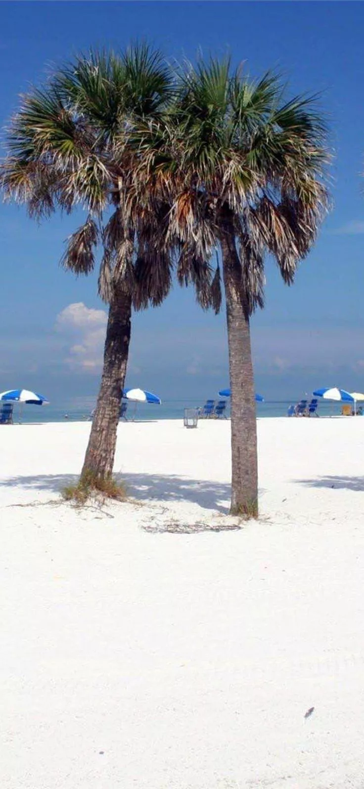 Clearwater Florida 2020 Phone PC 4K