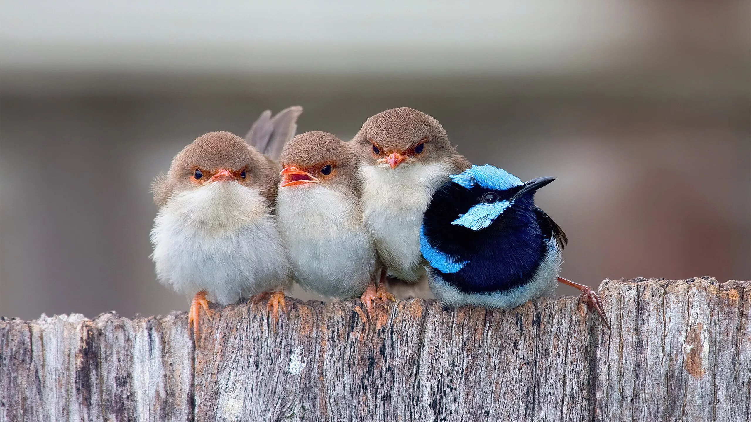 Cute Cuddling Birds 4K Desktop