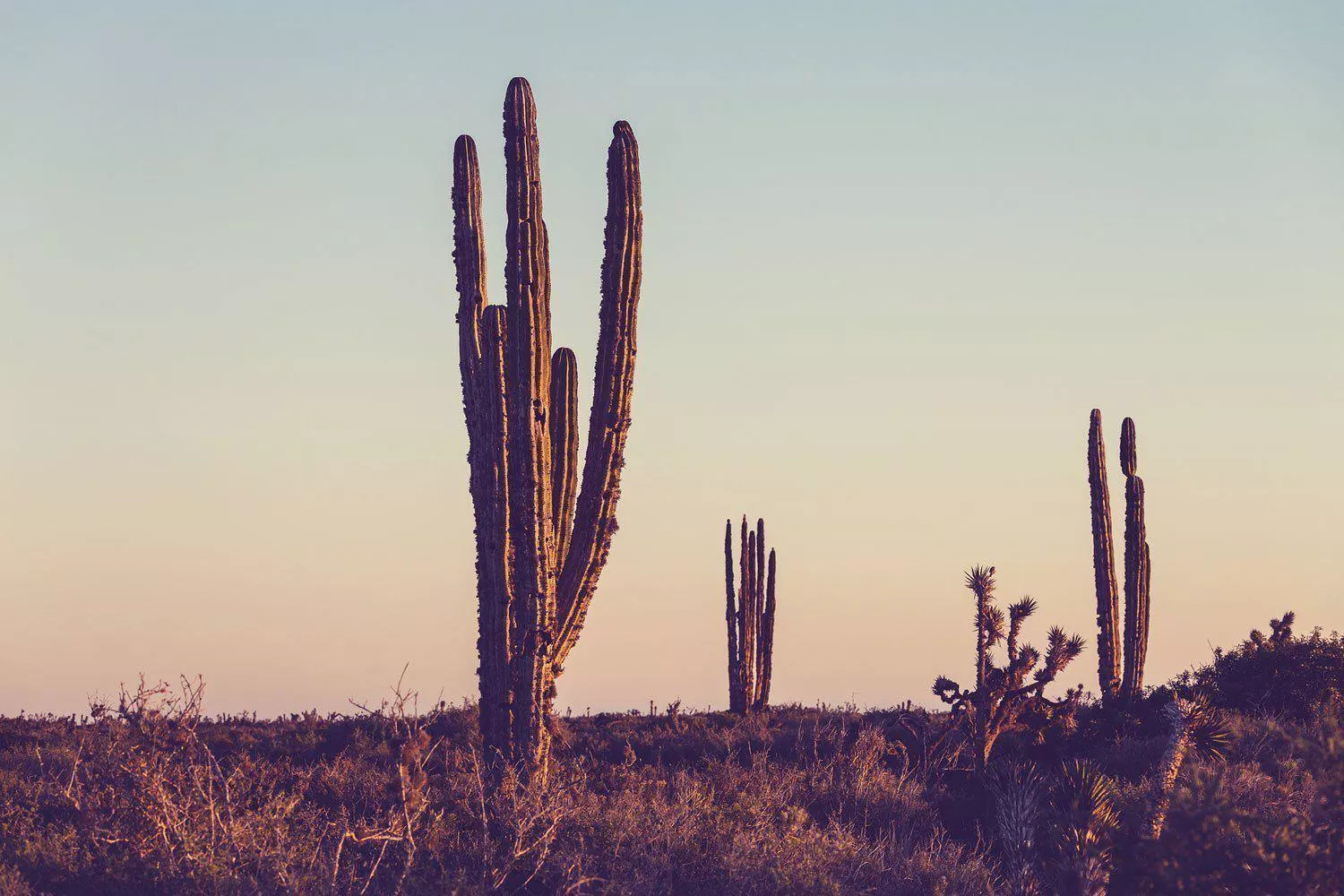 Cactus Under Sunset Wall Mural. Nature