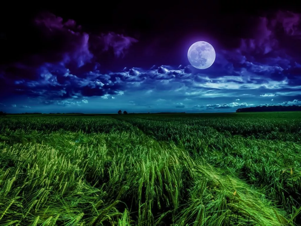 Wallpaper grass field, moon, landscape