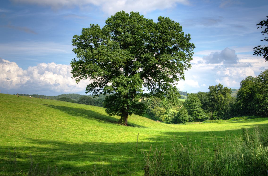 Green Tree on Grass Field during