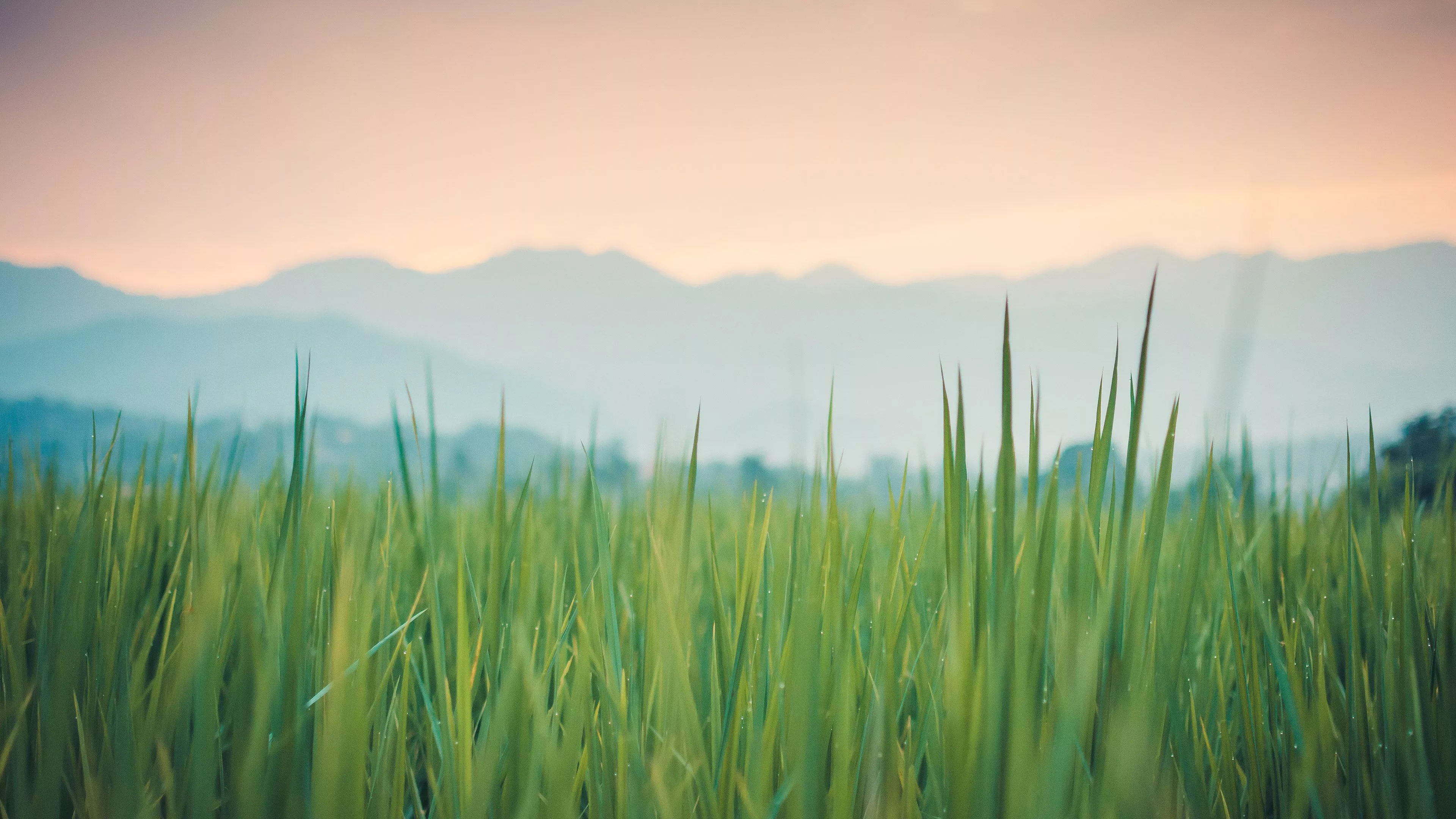 Grass Wallpaper