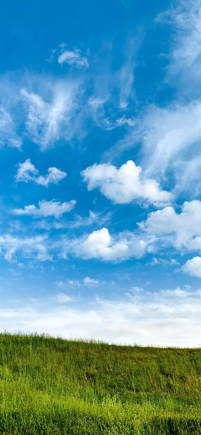 green grass field under blue sky