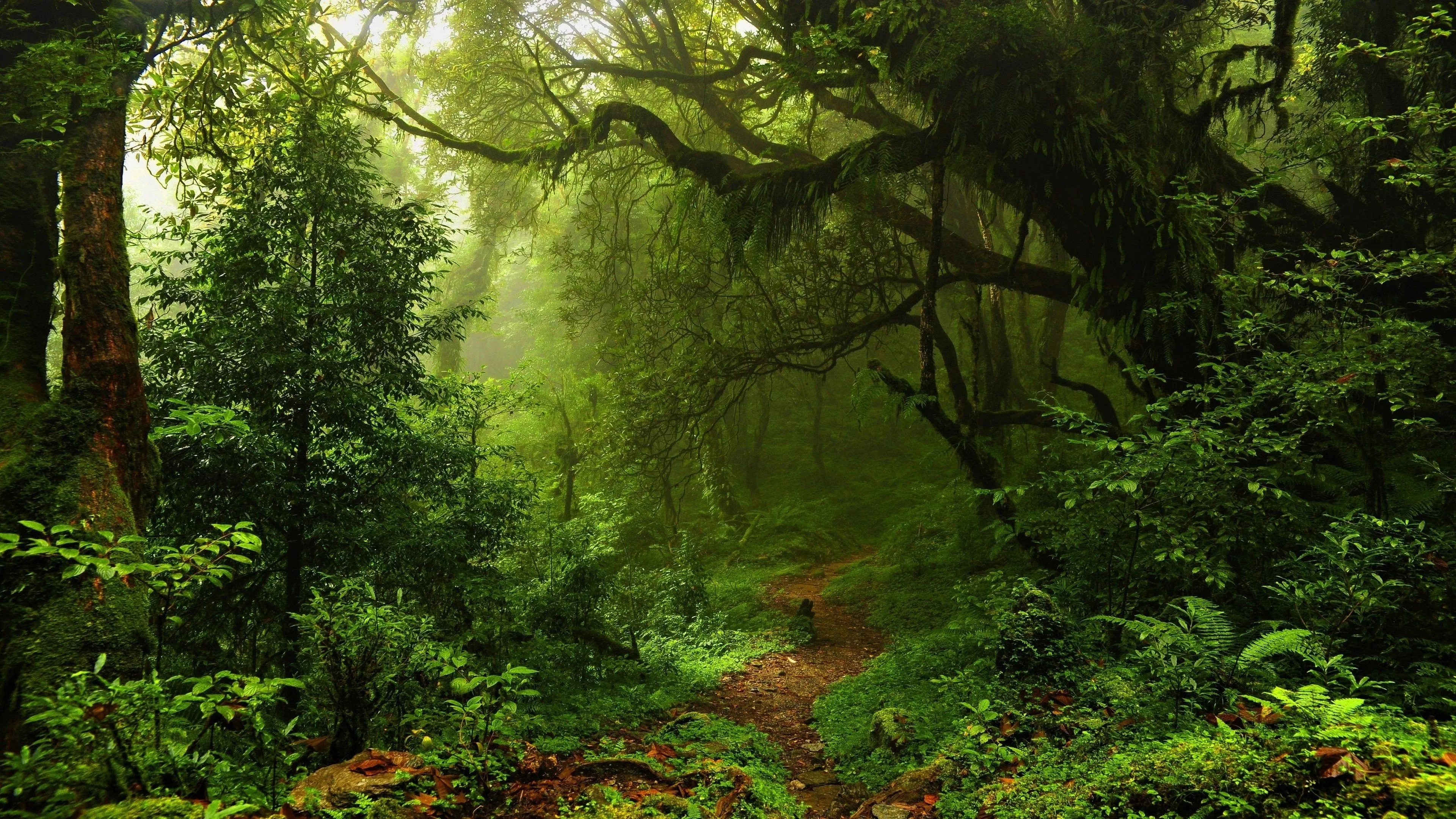 Green Forest Wallpaper