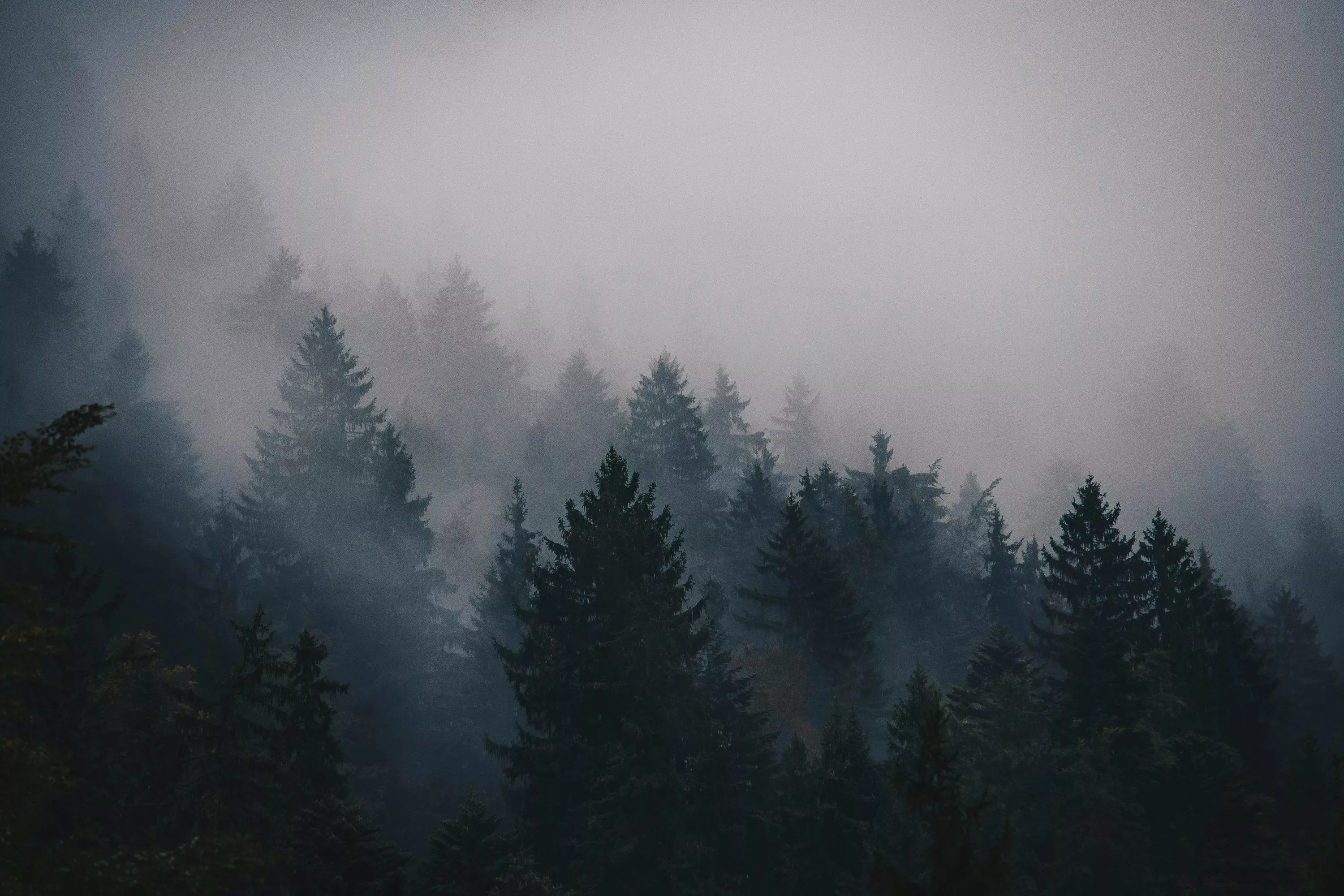 Stunning Misty Forest Picture