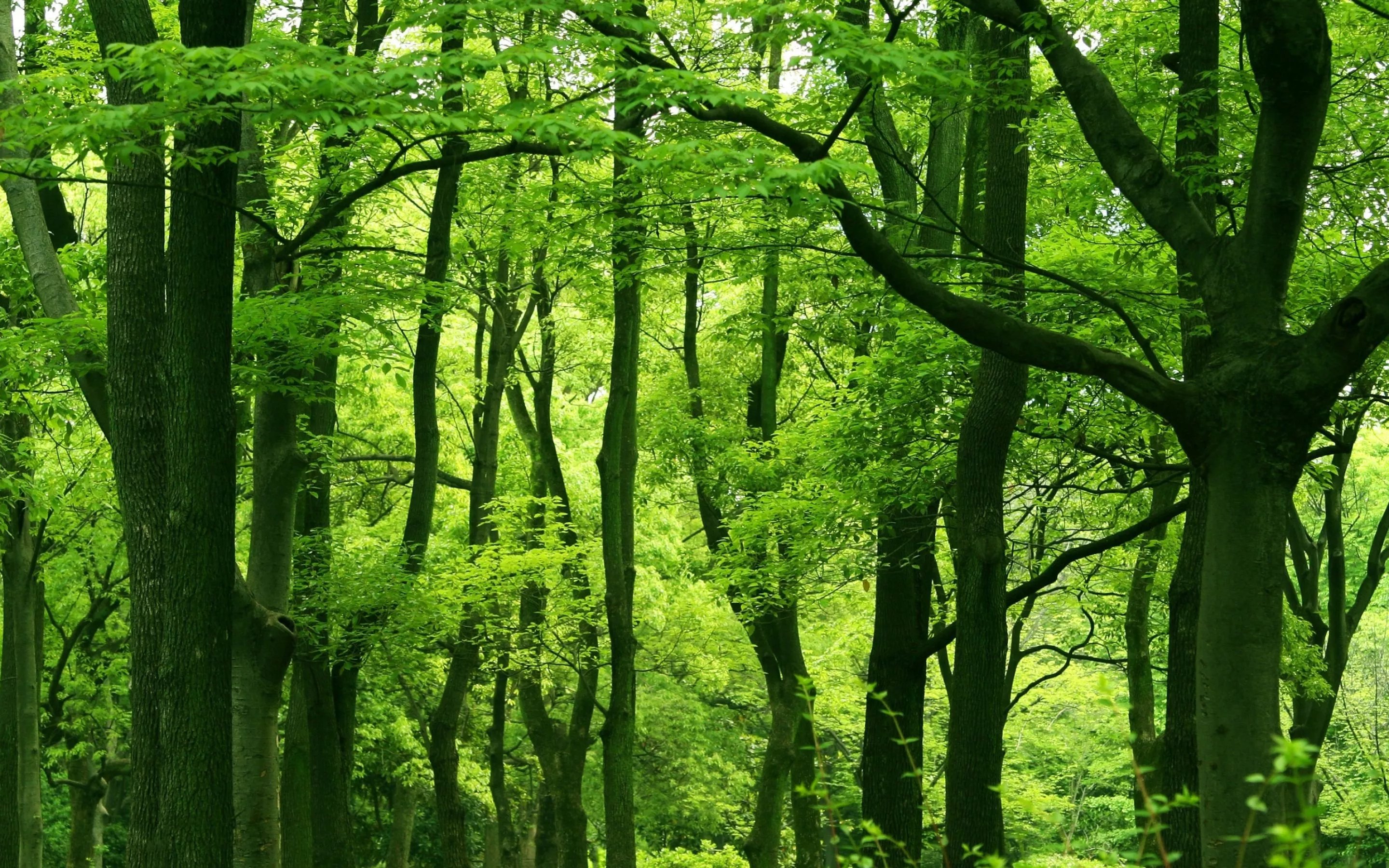 Green Forest Wallpaper