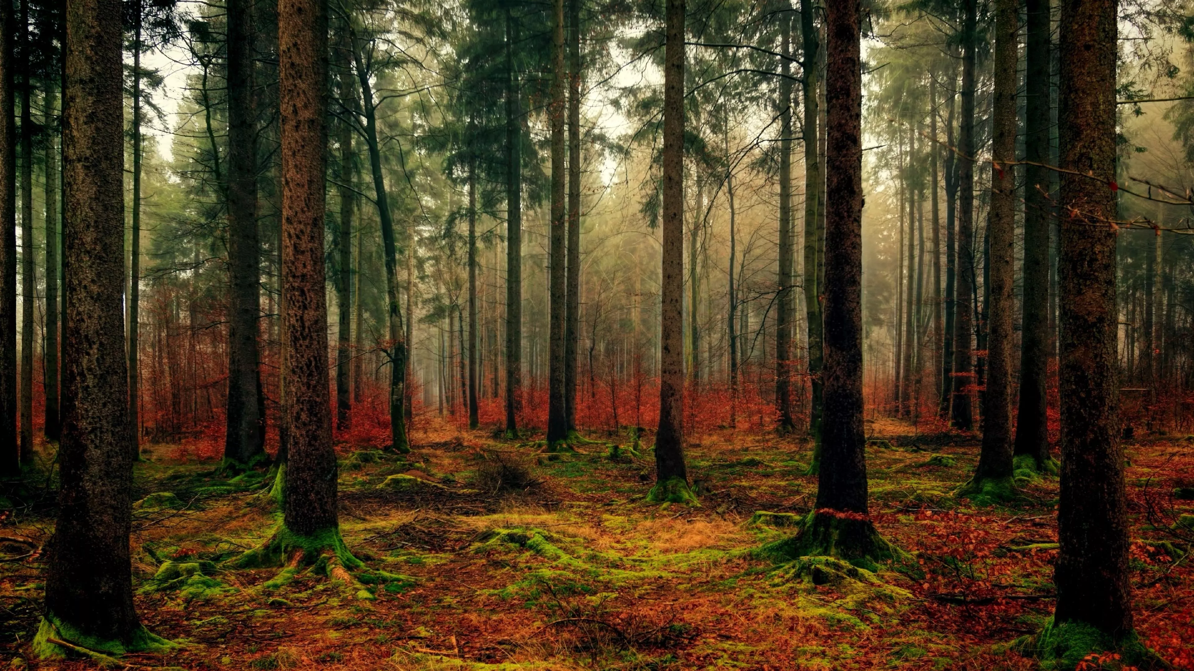 Download wallpaper 3840x2160 forest