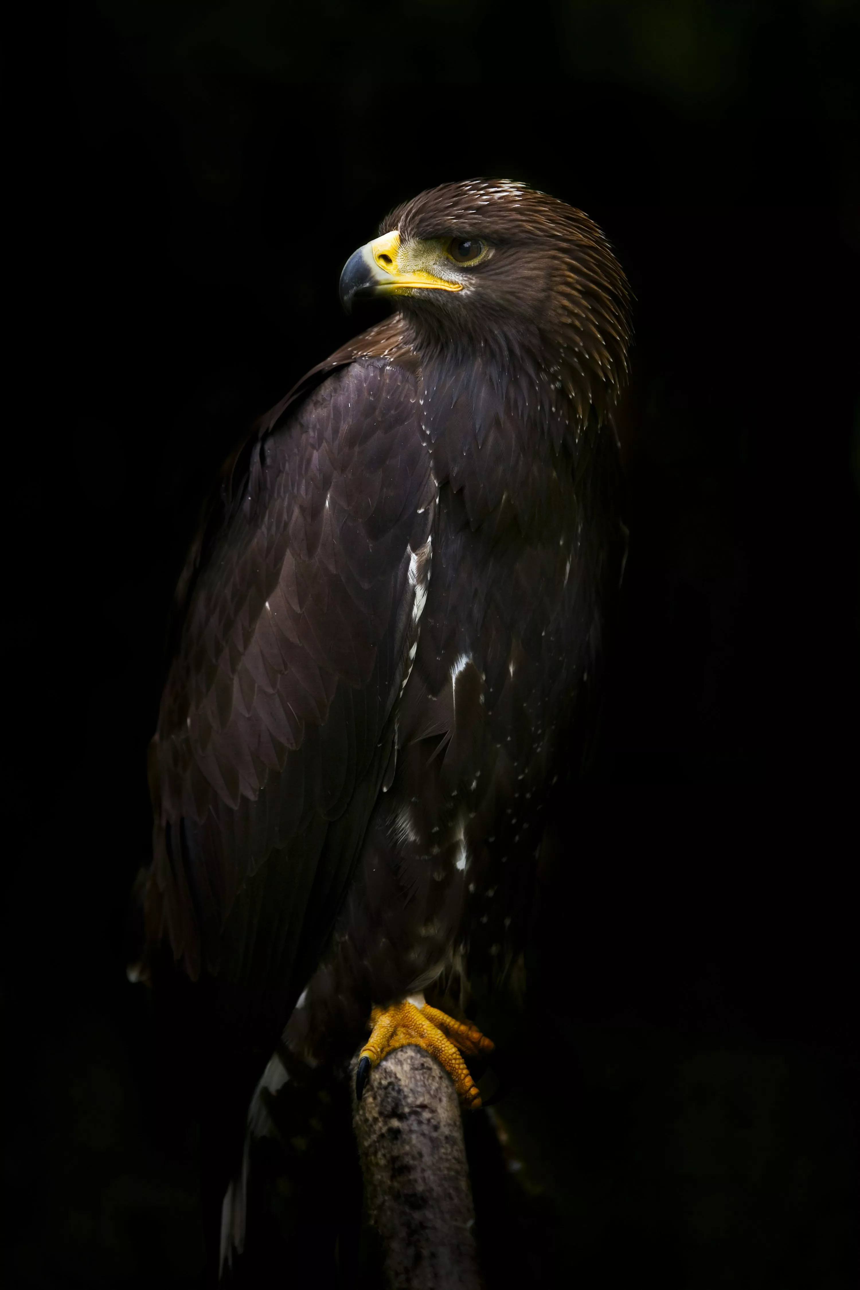 Golden Eagle Picture HD