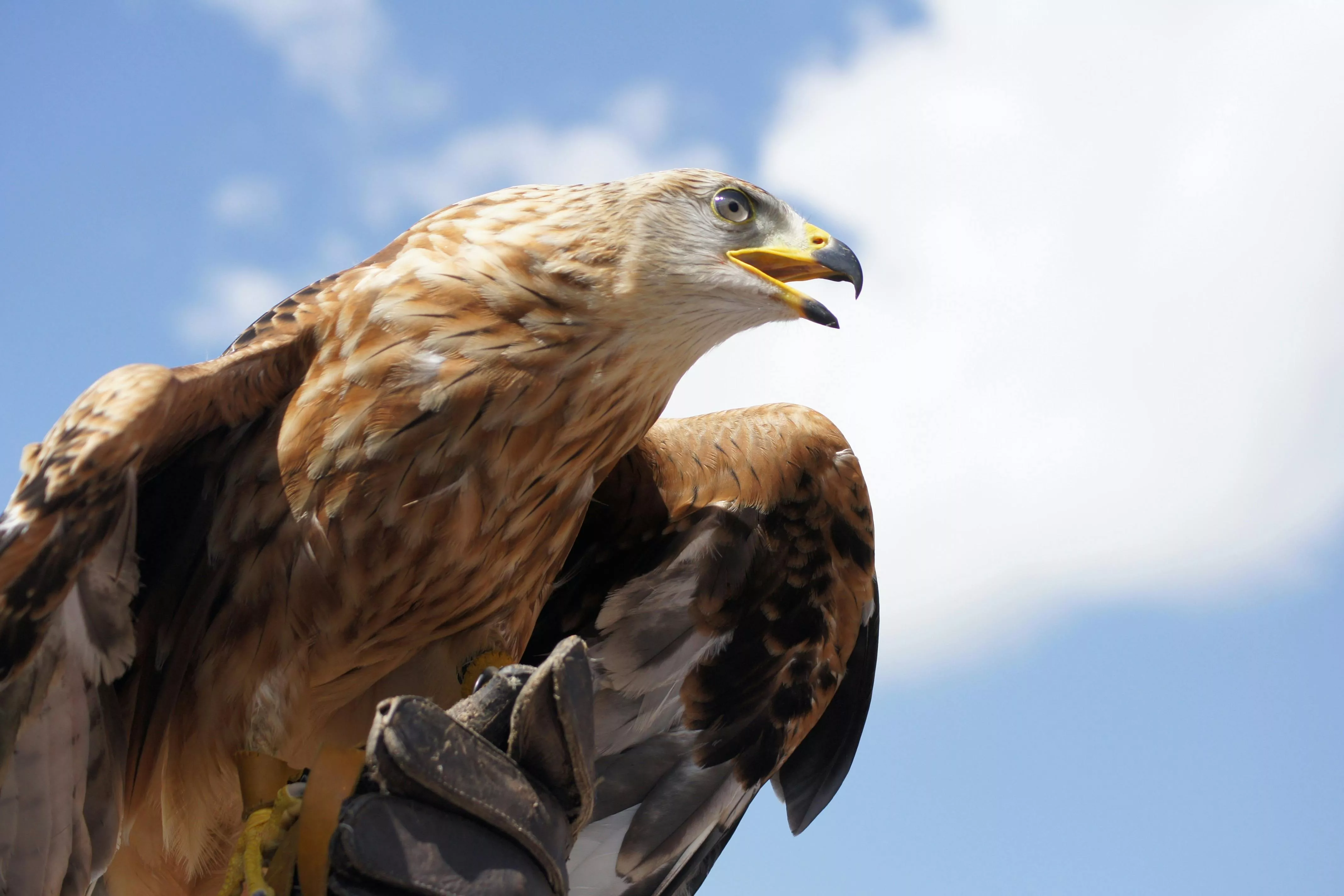 Golden Eagle · Free