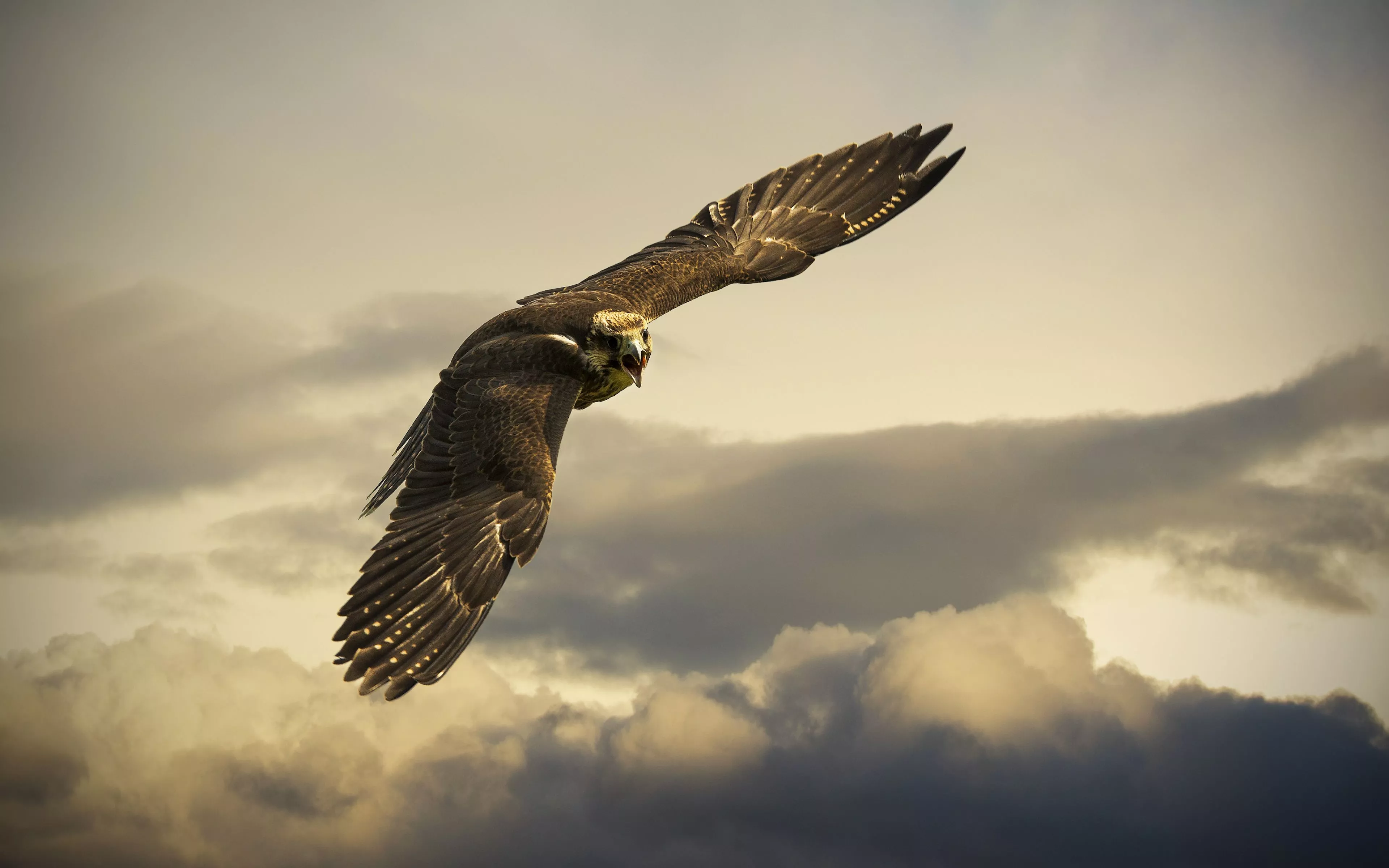 Majestic Golden Eagle in Flight