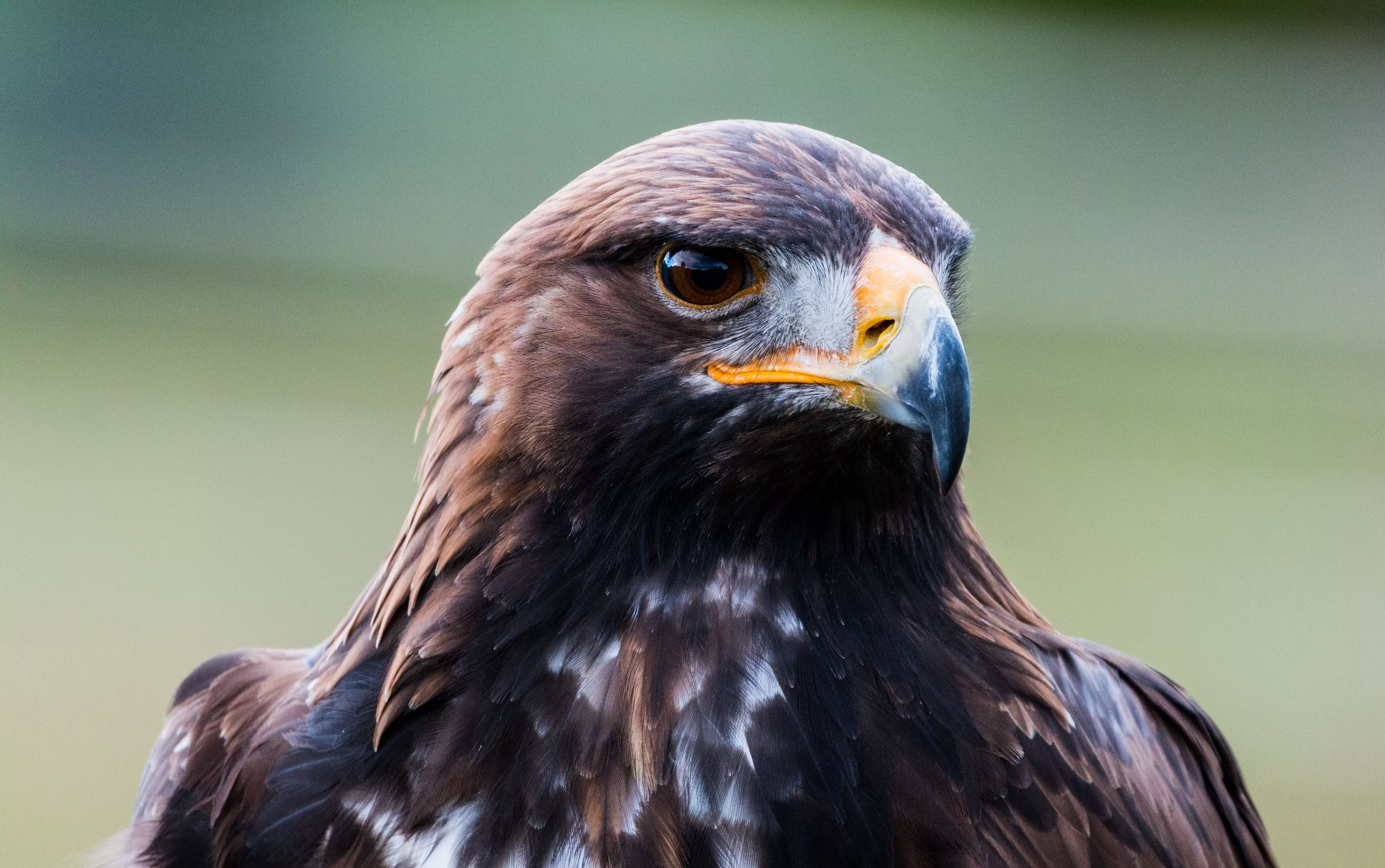 Golden Eagle Face Ultra HD Wallpaper