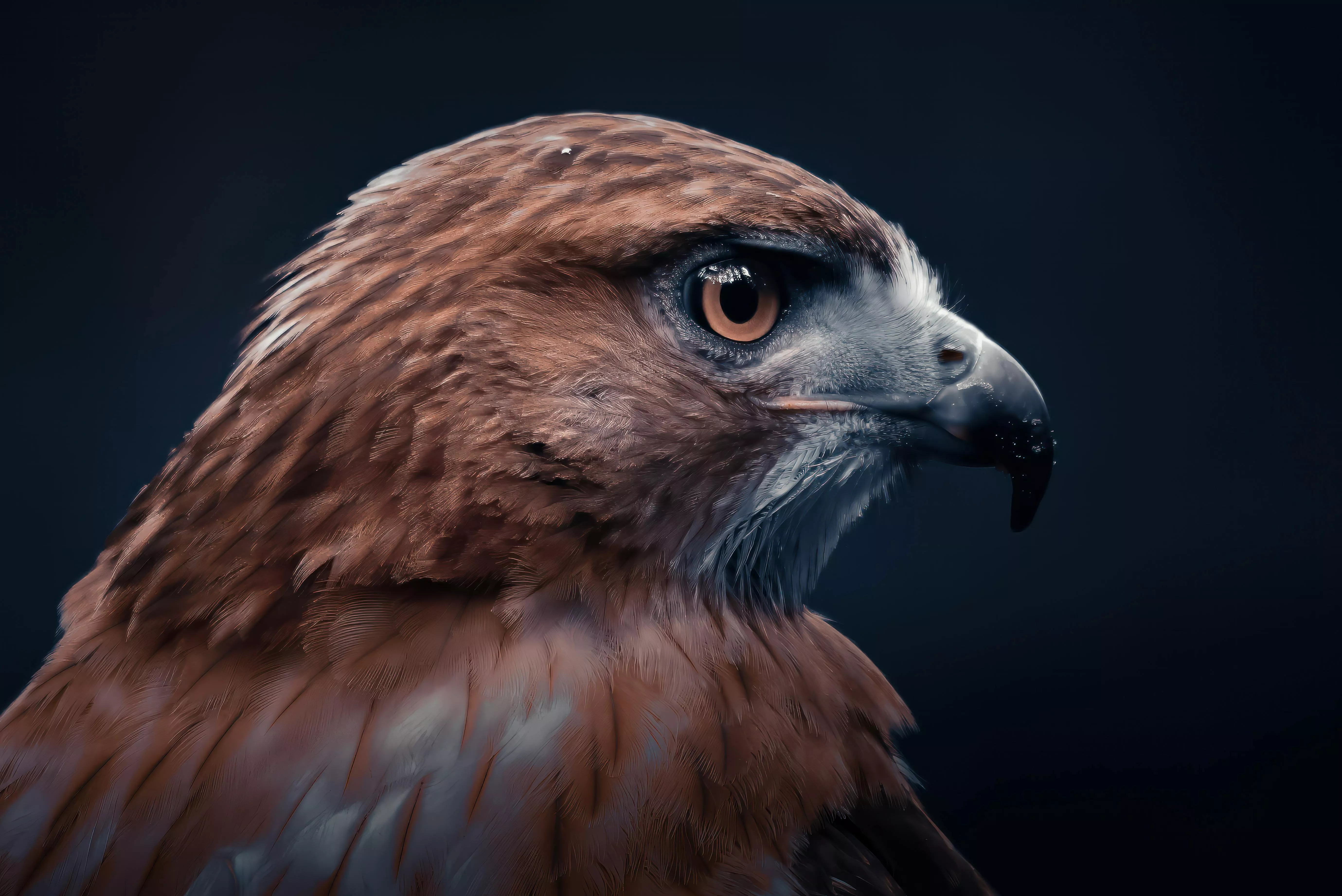 A Golden Eagle · Free